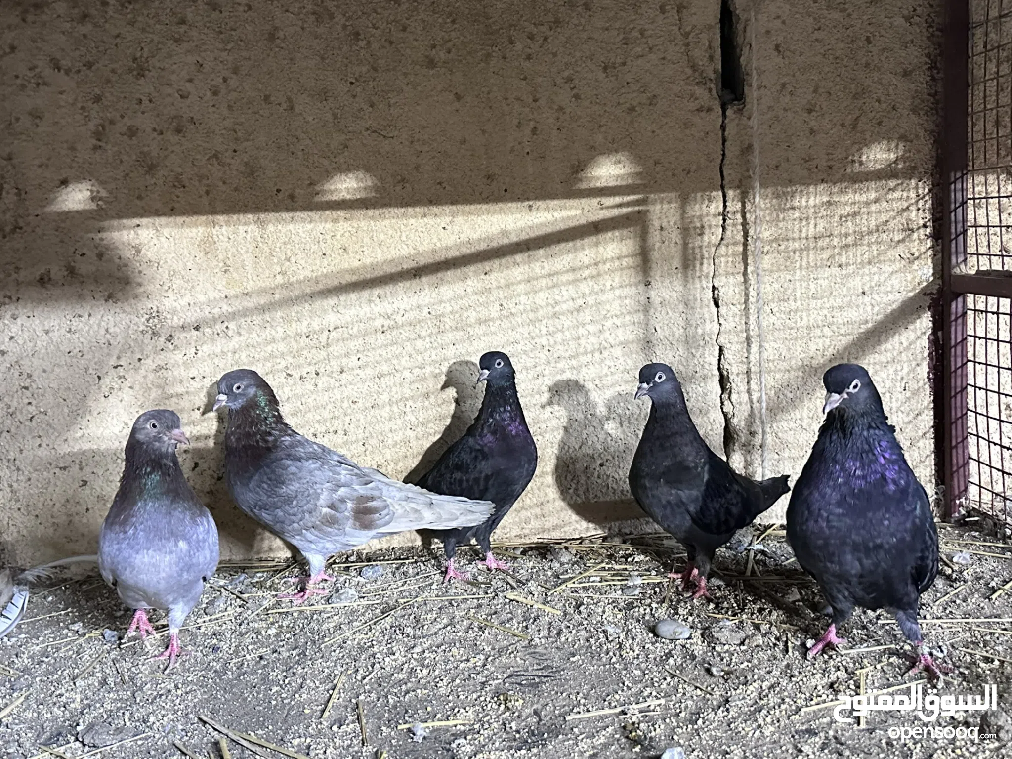 Pigeon for Sale Basra Pigeon in Al Batinah Buy with Best
