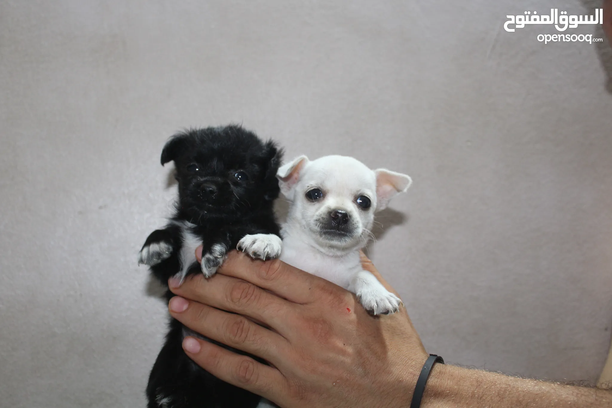 Animal Shelter Chihuahua Dogs For Sale Chihuahua Puppies For