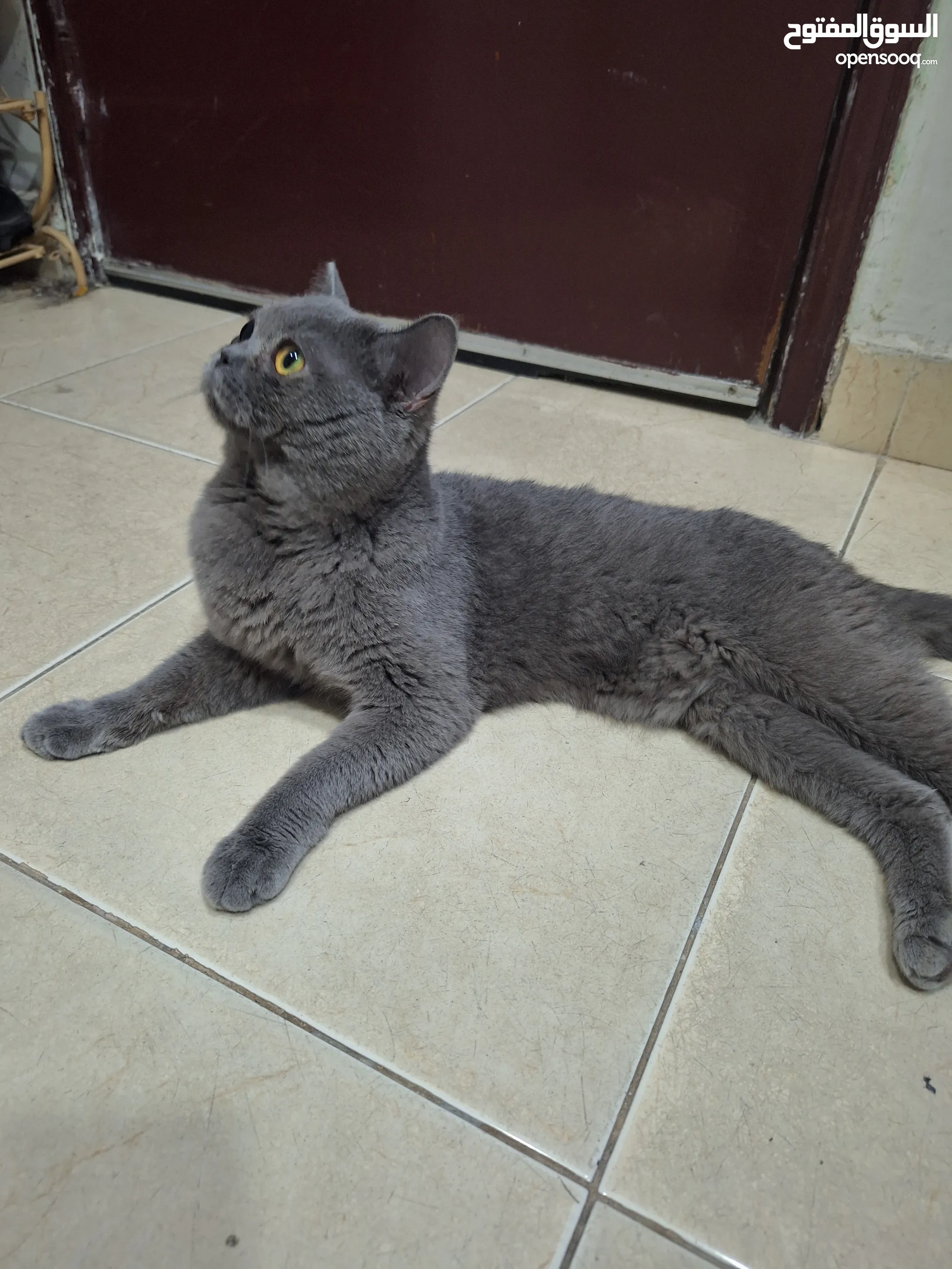 British Shorthair Persian Cat Gray Price Persian Cats For Sale