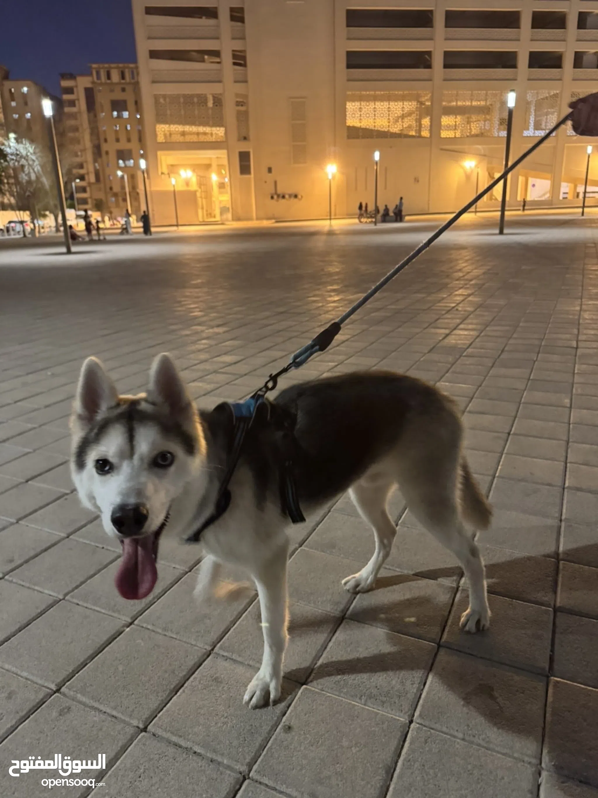 Dogs for Sale Puppies for Adoption in Qatar Buy with Best