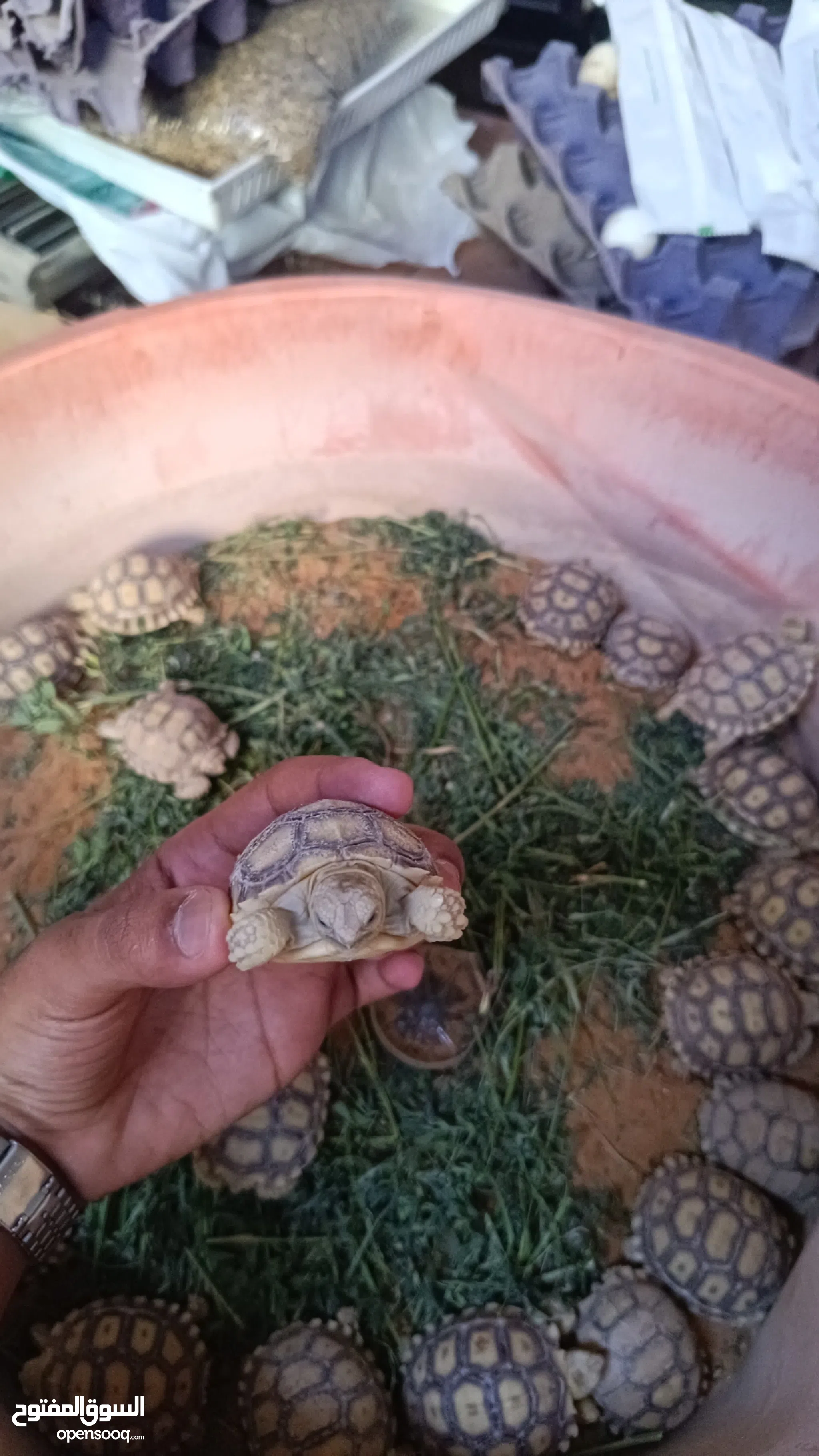 Turtles for Sale Tortoise for sale in Saudi Arabia Buy with