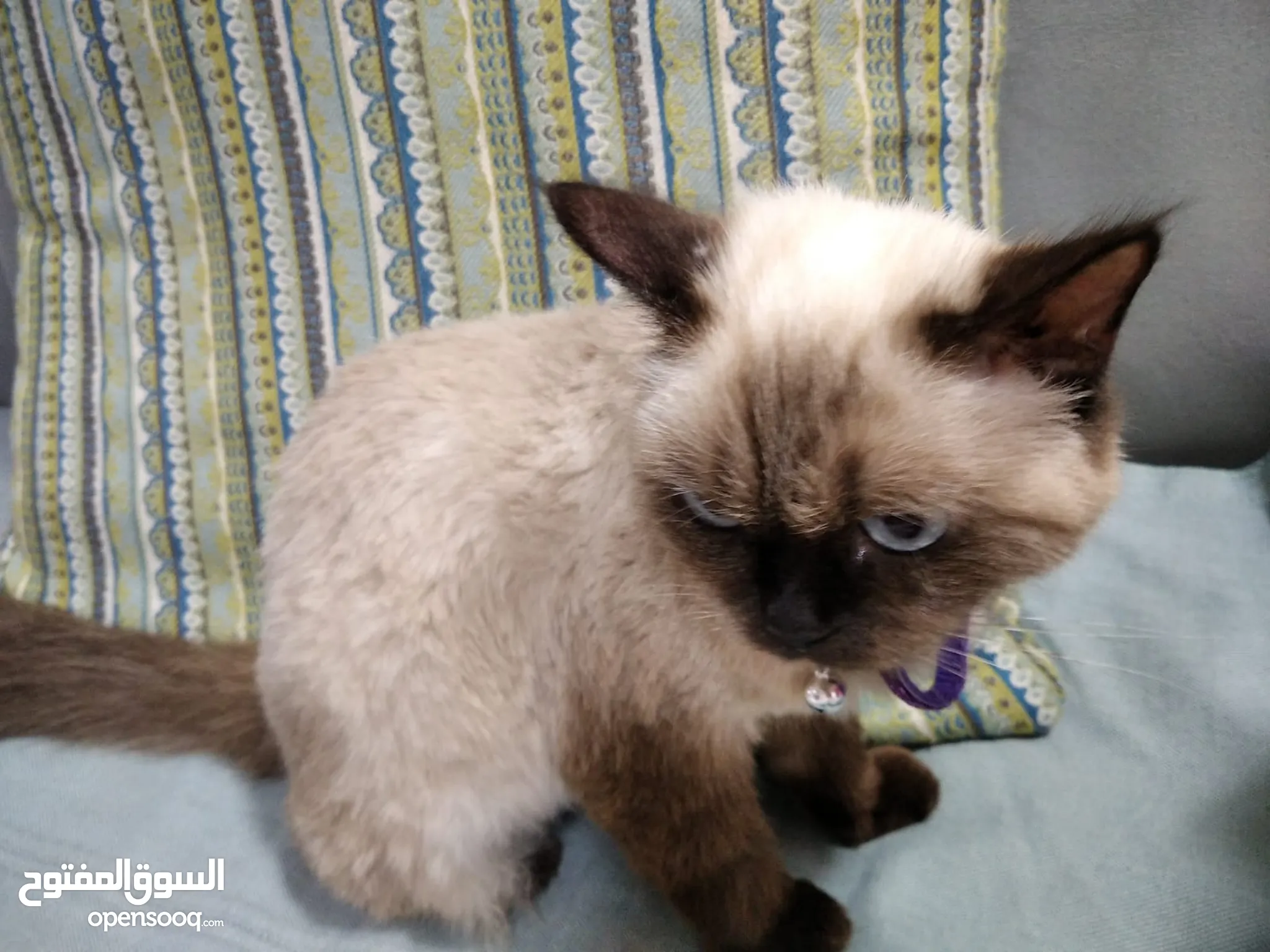 Cat Rescue Thai Siamese Kittens For Sale Siamese Cats For Adoption