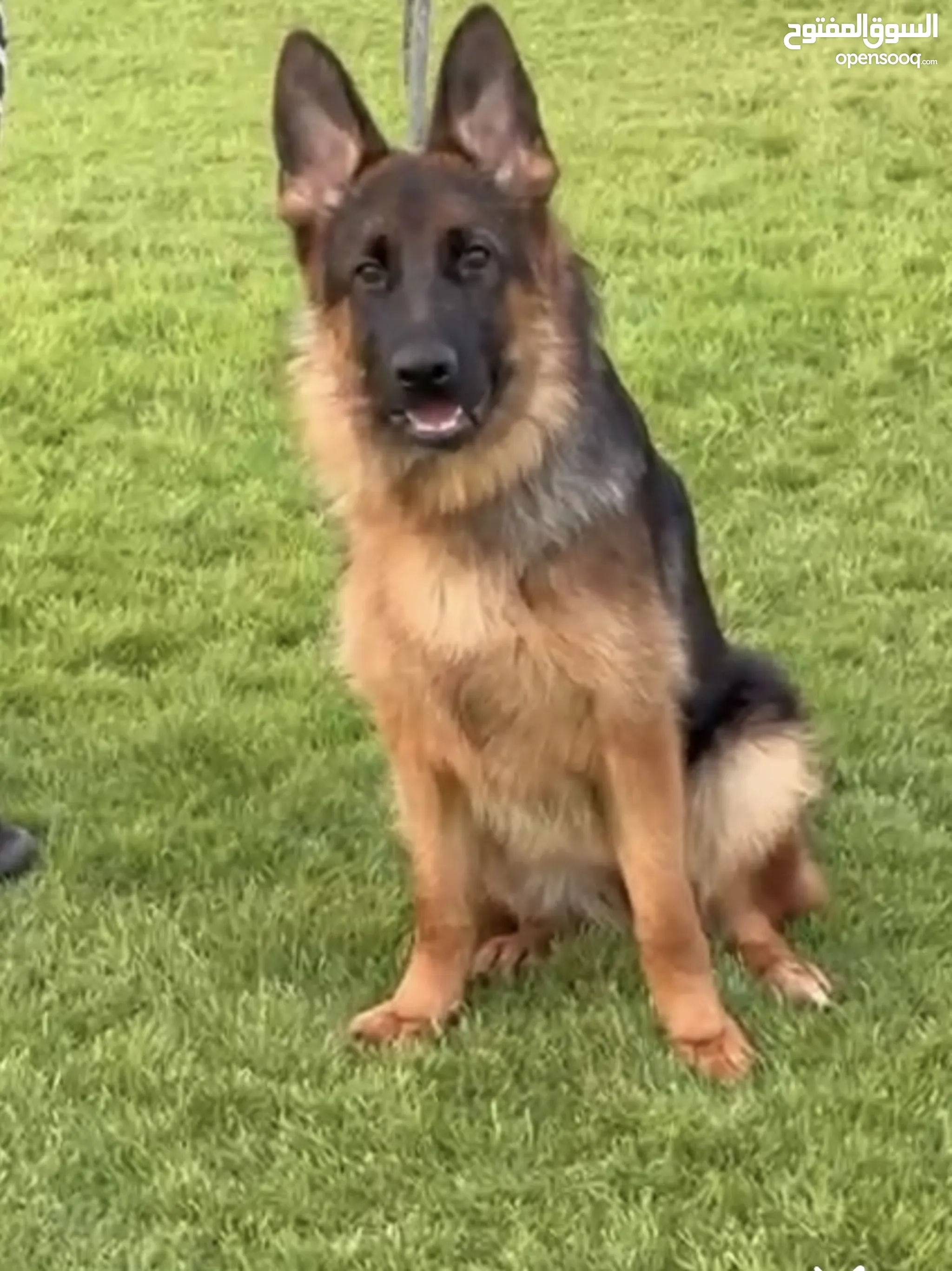 Puppy Husky Family Dog Breeds Husky Top 10 Beautiful Dog Breeds