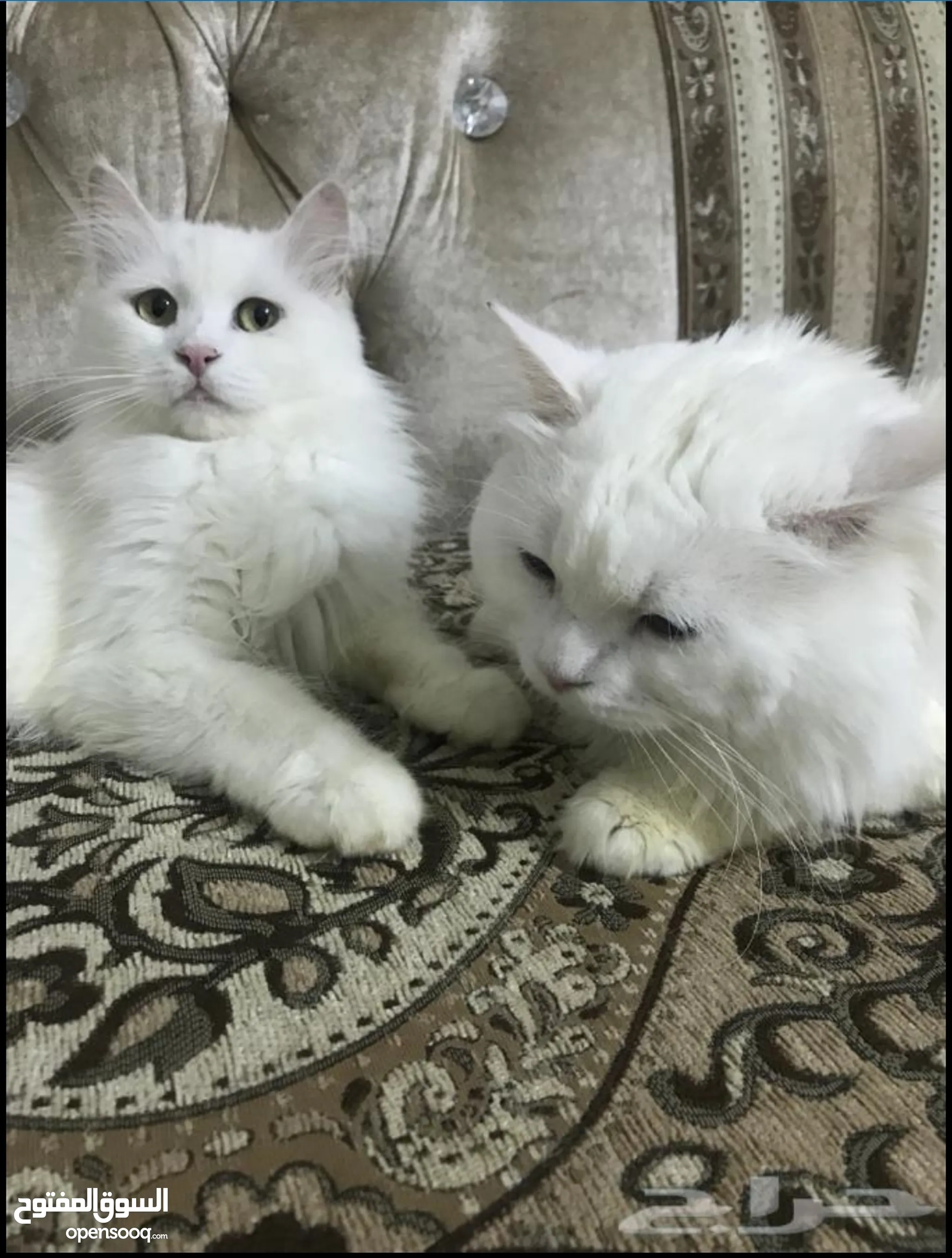قطط للبيع وللتبني : قطط صغيرة : قطط شيرازي : قطط فرعونية : اسعار قطط في  السعودية | السوق المفتوح