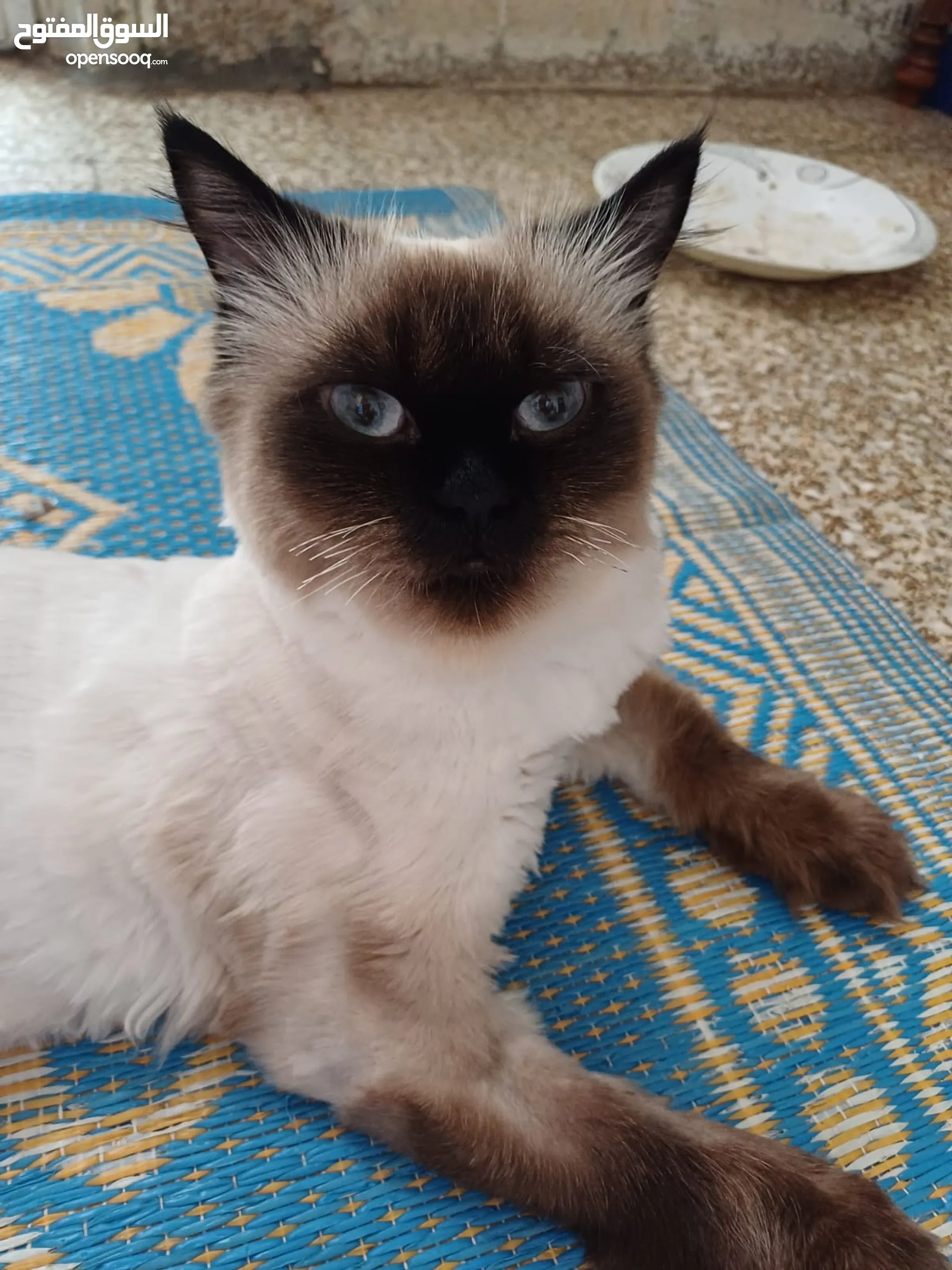 Siamese Cat Best Cat Breeds For Small Apartments Short Hair