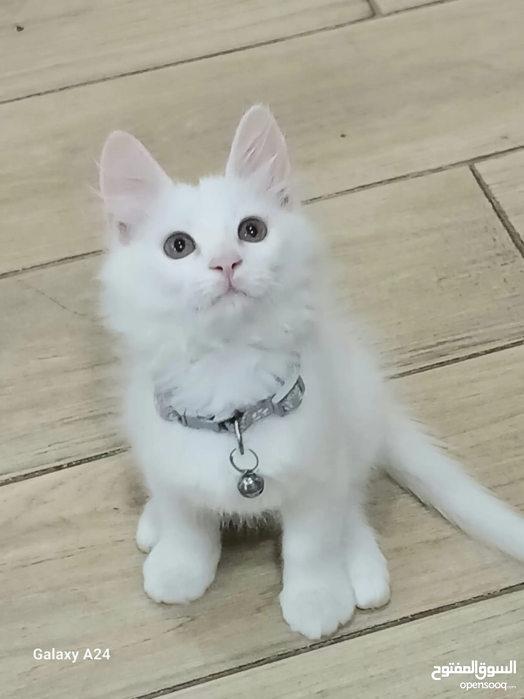 Cats for Sale Kitten for Adoption in Muharraq Buy with Best