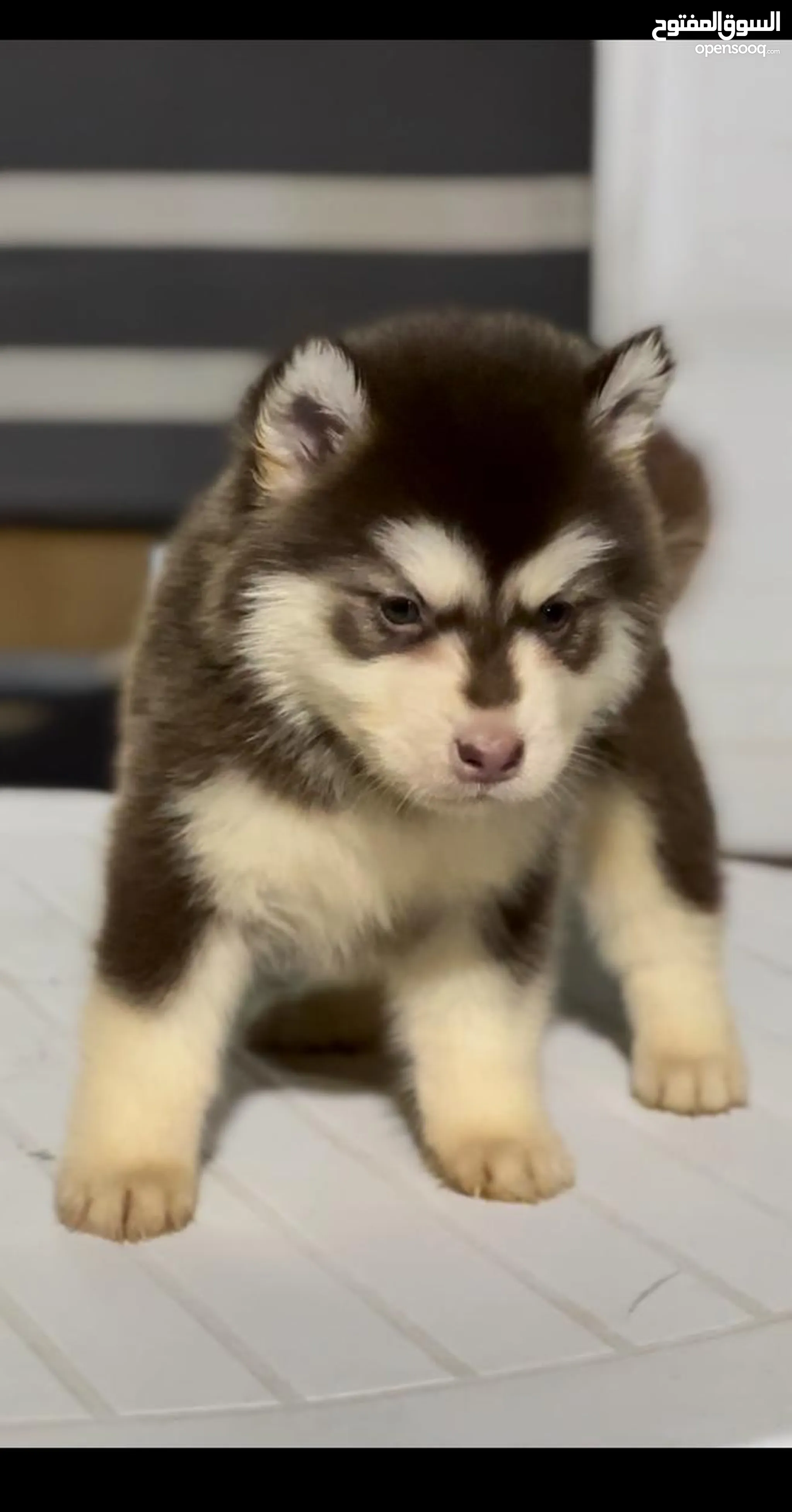 Alaskan husky puppies hotsell for sale cheap