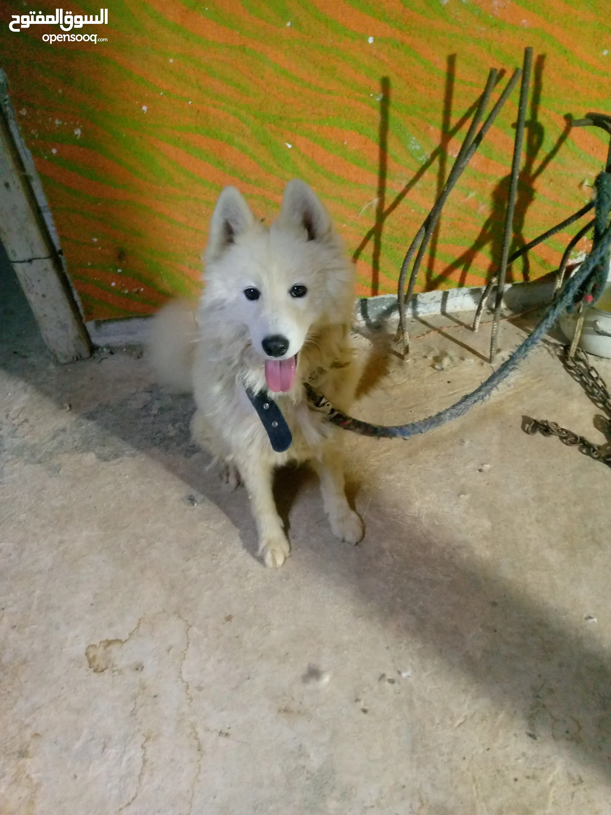 Dogs for Sale Puppies for Adoption in Jordan Buy with Best