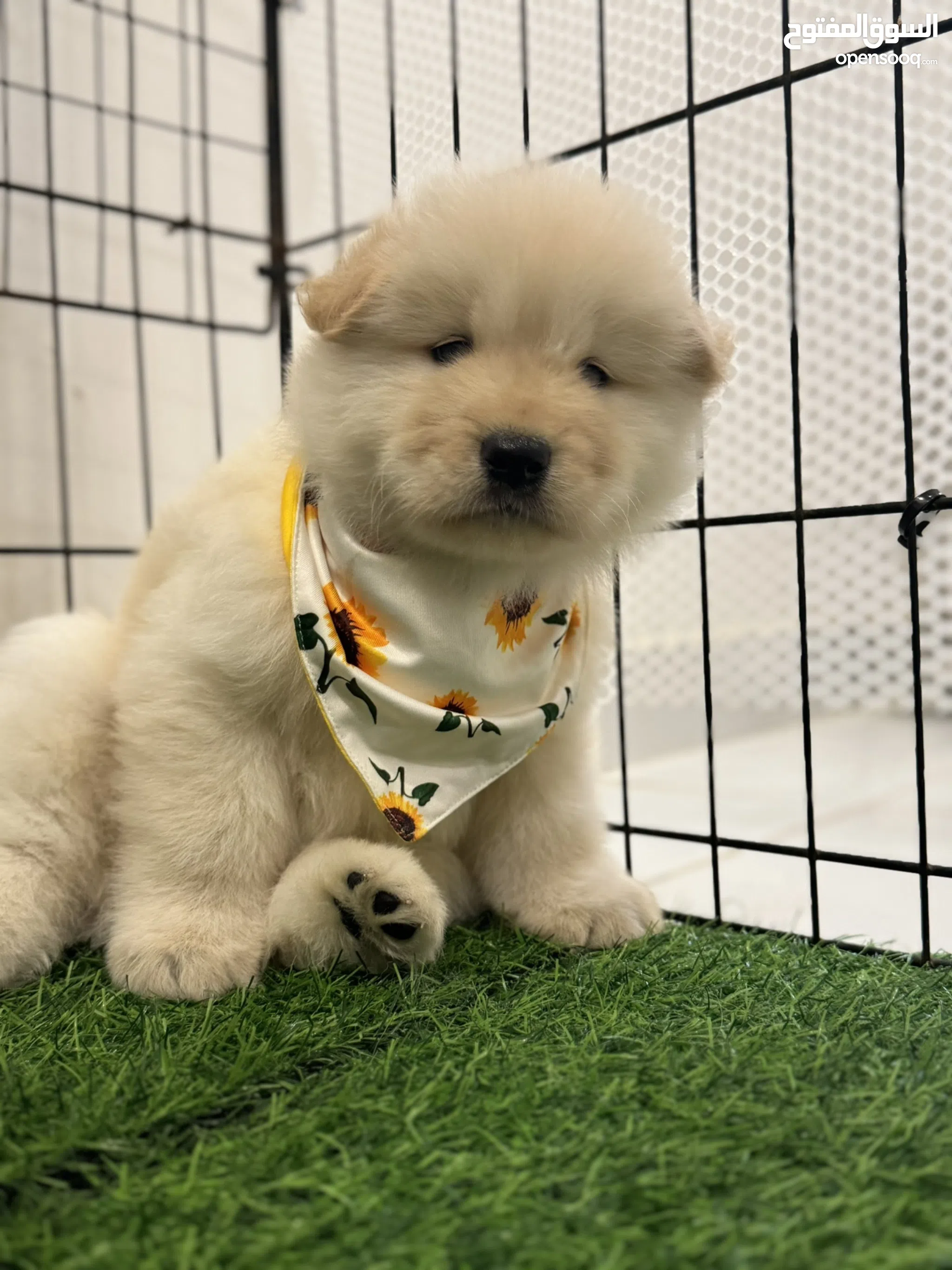 Dog Price Types Of Chow Chow Dogs Chau Chau Chow Chow Price Range