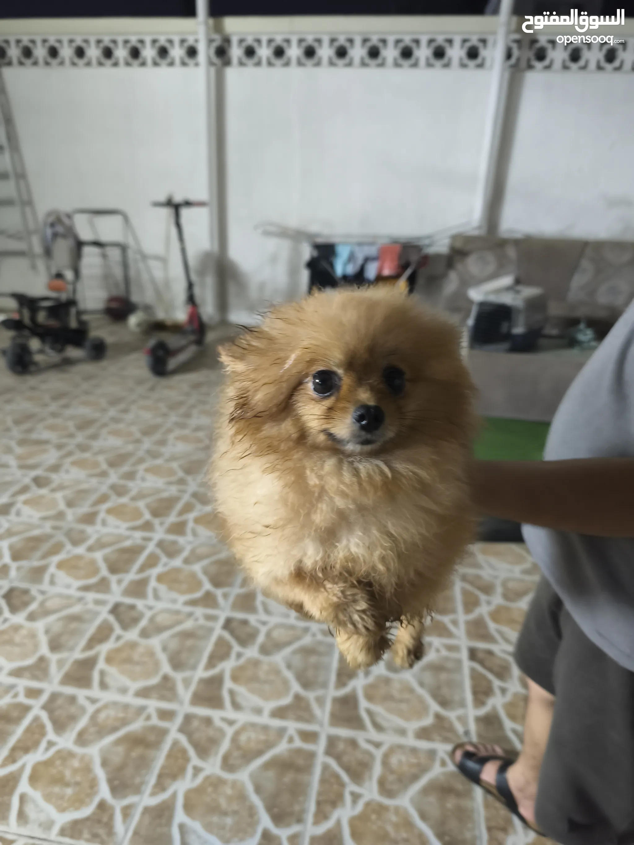 Pomeranian Hunting Dog Pet South Korean Dogs Pungsan Dog Korean