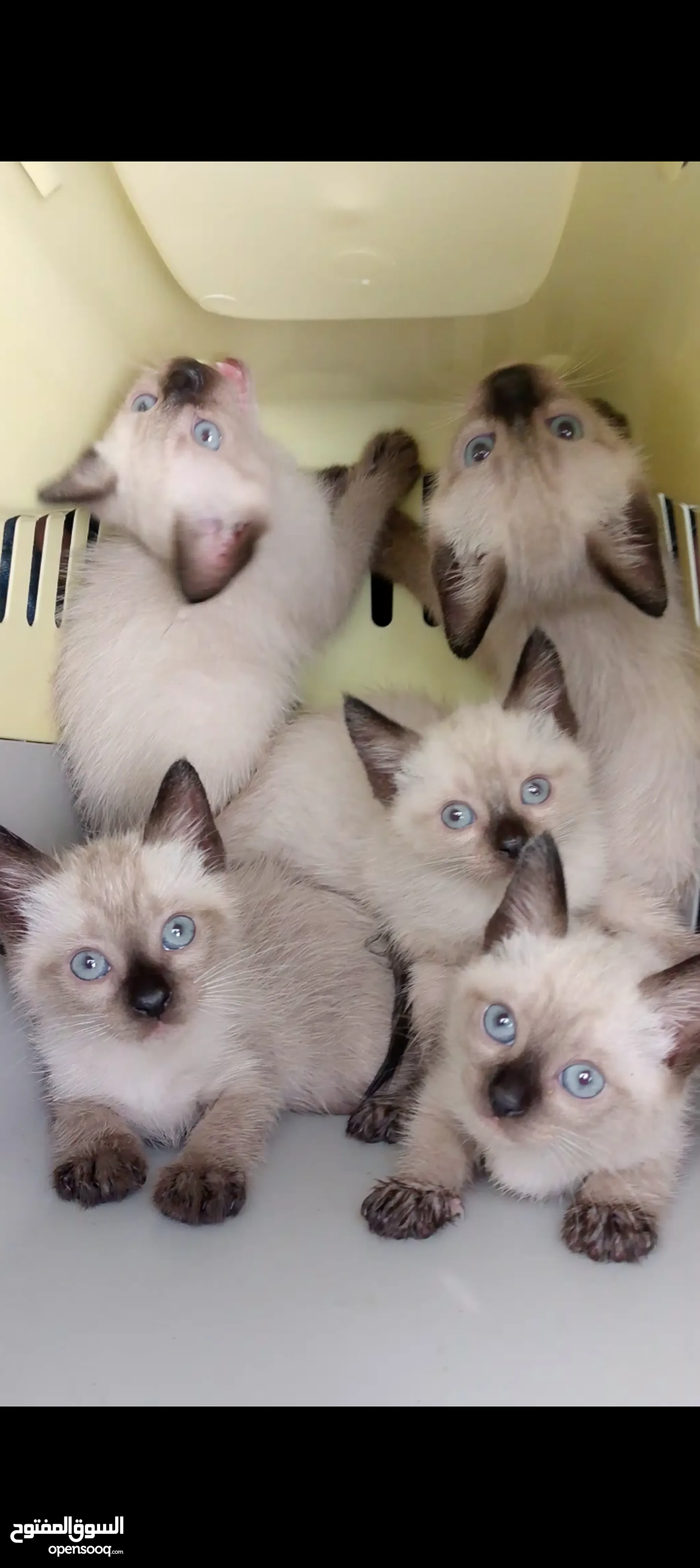 Siamese Cat Price Himalayan Persian For Sale Siamese Cats For Sale