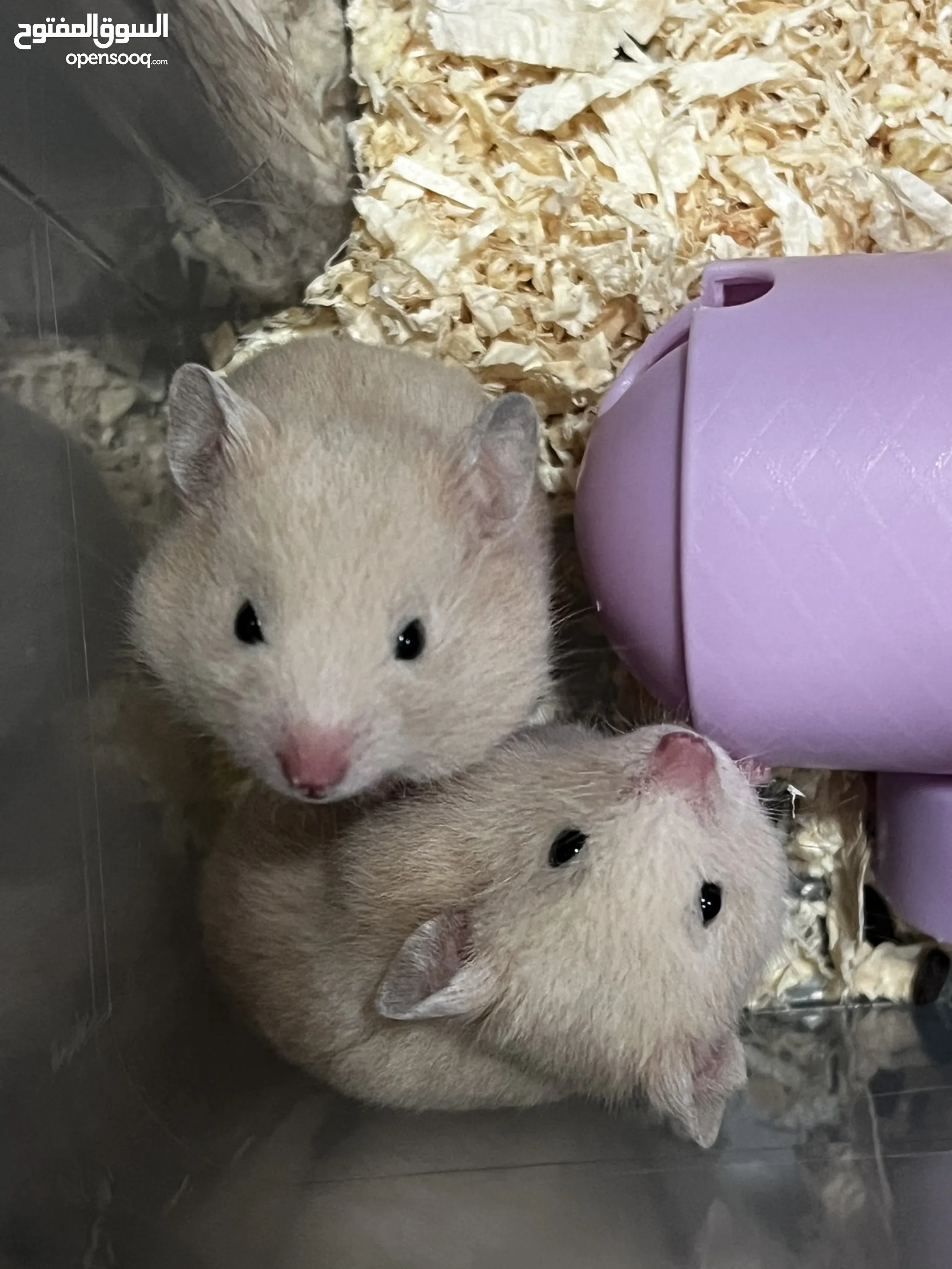 Singapore Syrian Hamster Rescue European Hamster Price European