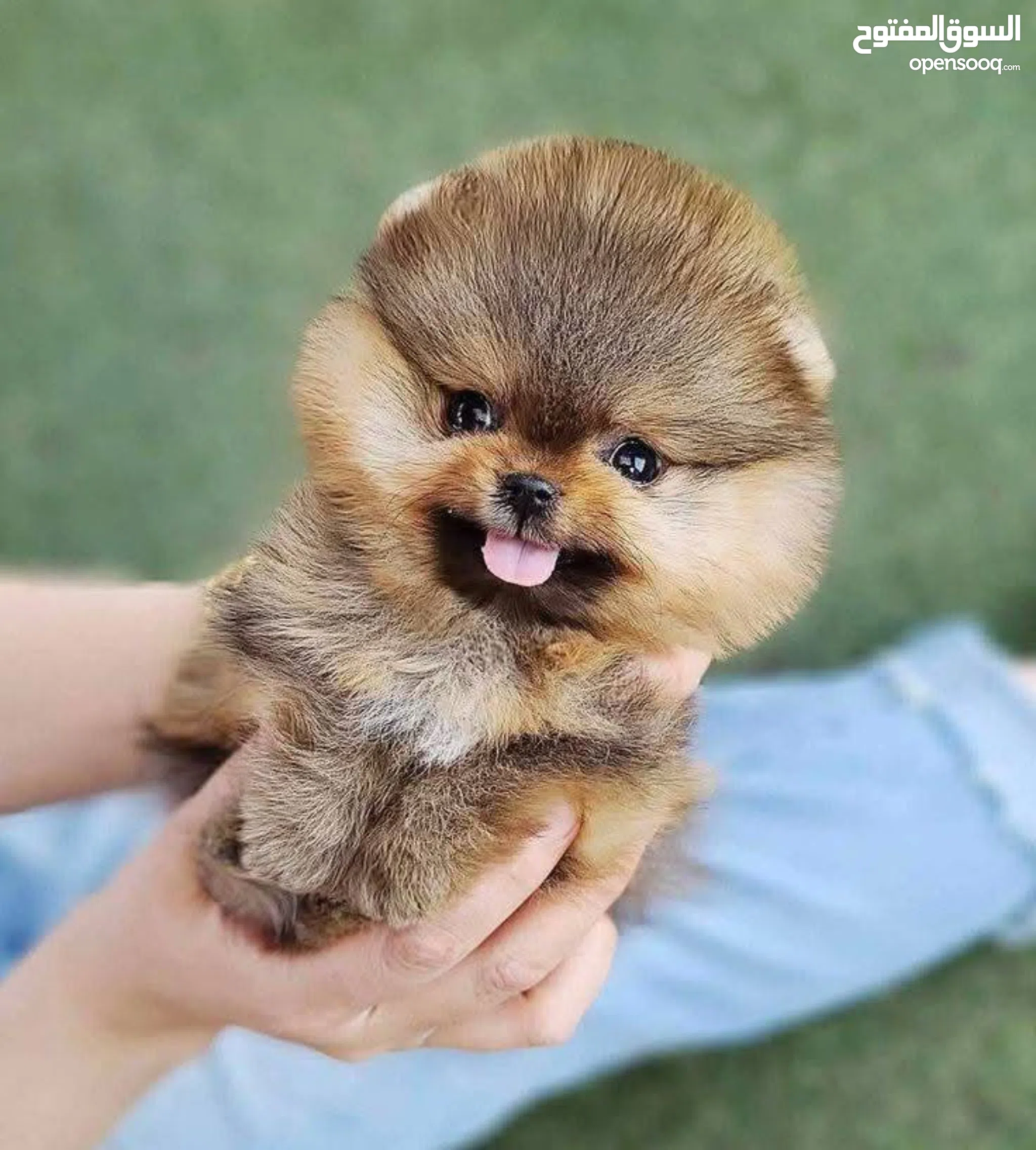 Dogs for Adoption in UAE All Ages (Page 3) OpenSooq