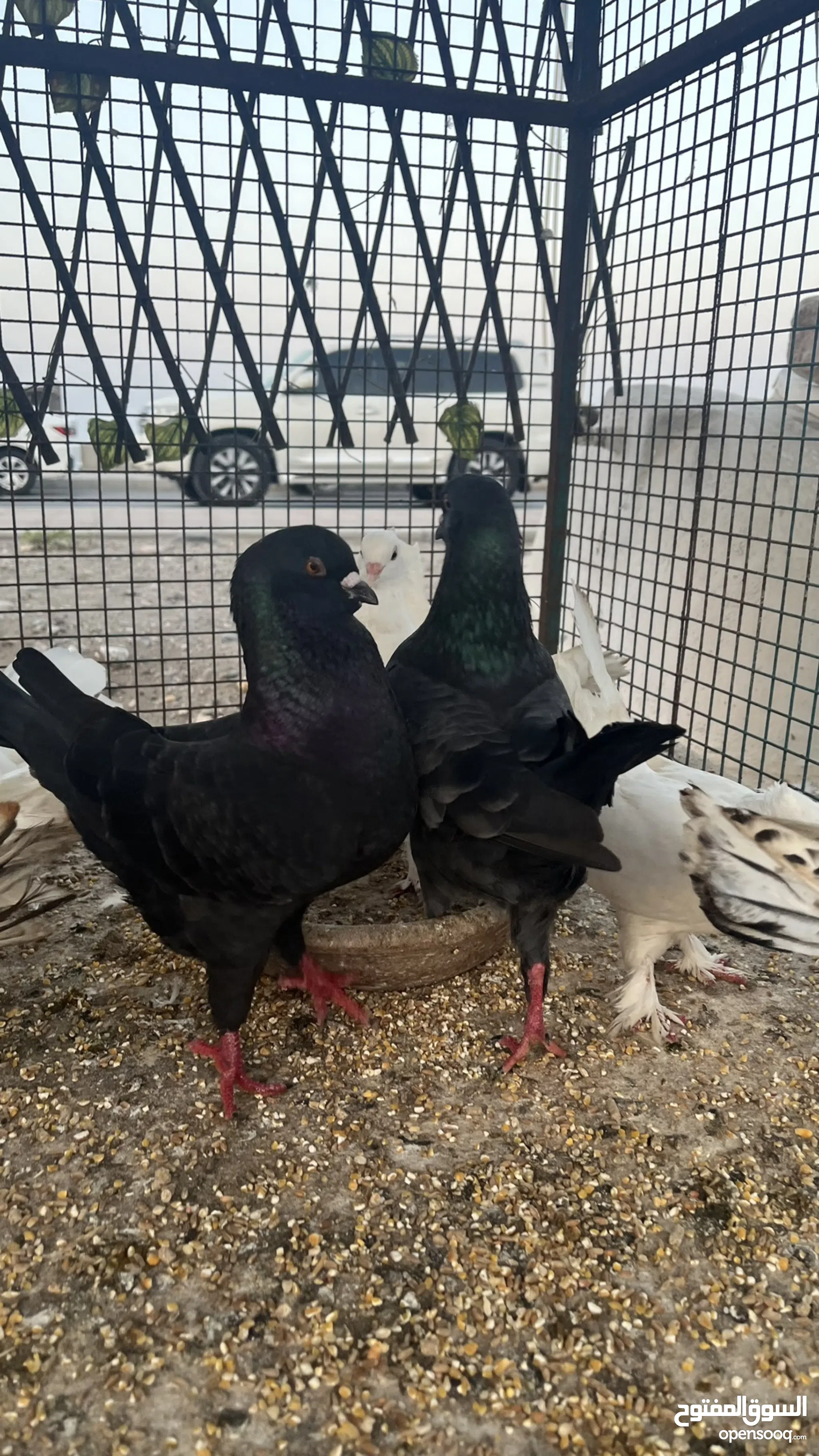 Pigeon for Sale Basra Pigeon in Muscat Buy with Best Prices