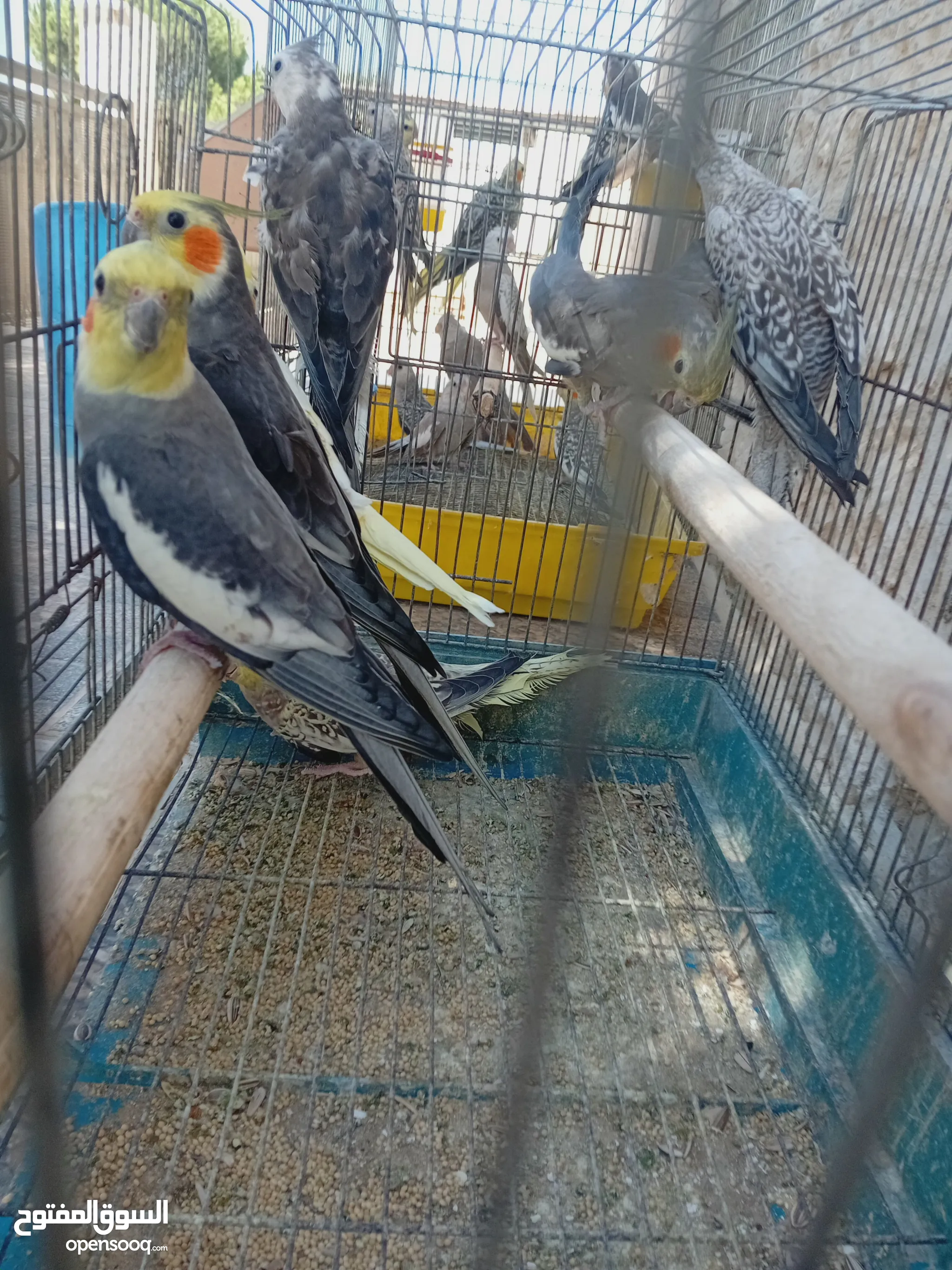 Olx Lahore Cocktail Parrot Olx Parrots For Sale Baby Parrots And