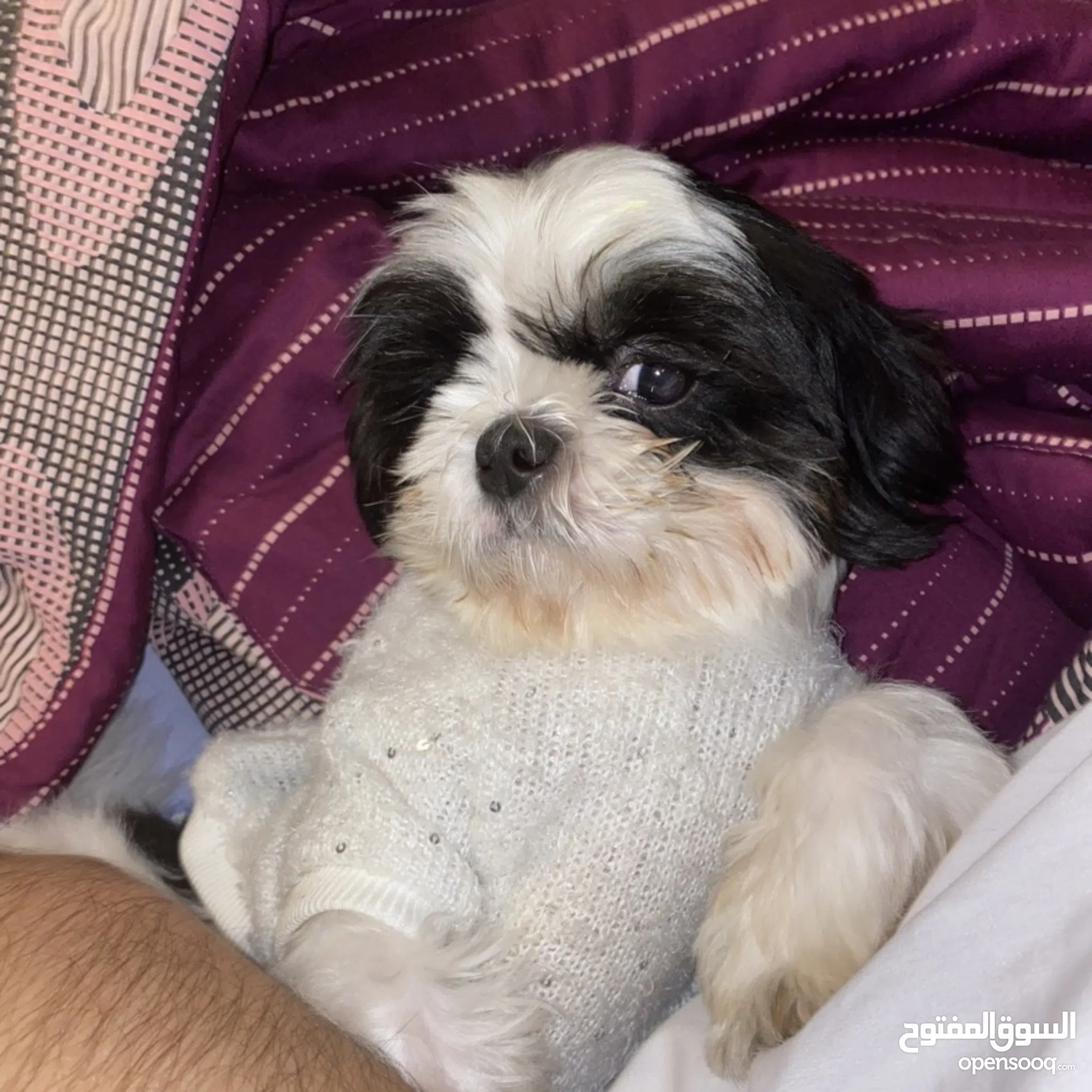 Shih Tzus Dogs For Sale Adoption in Bahrain: Puppy: Best Prices