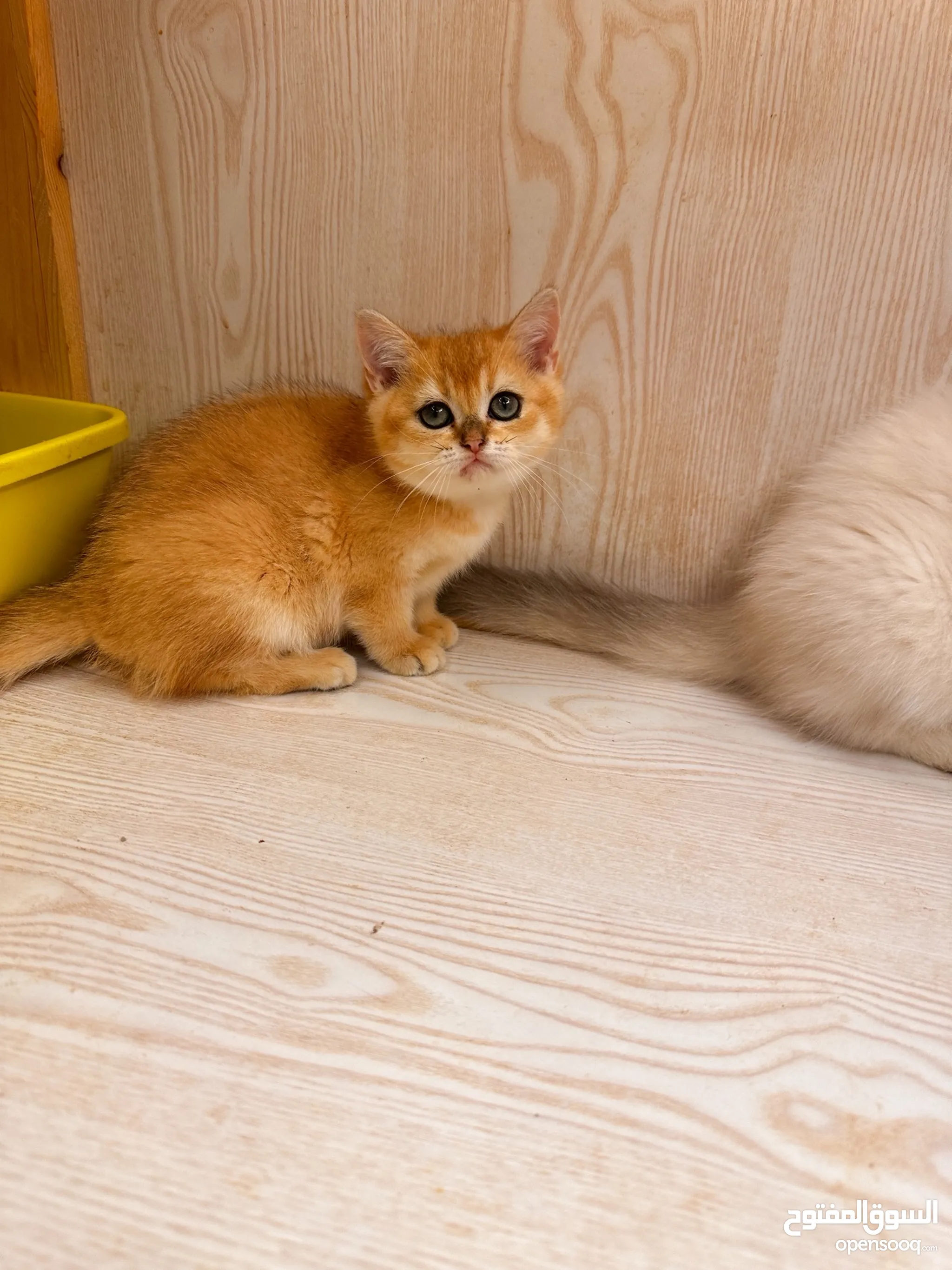 Animal Rescue Long Hair Cats For Adoption Near Me Persian Cat