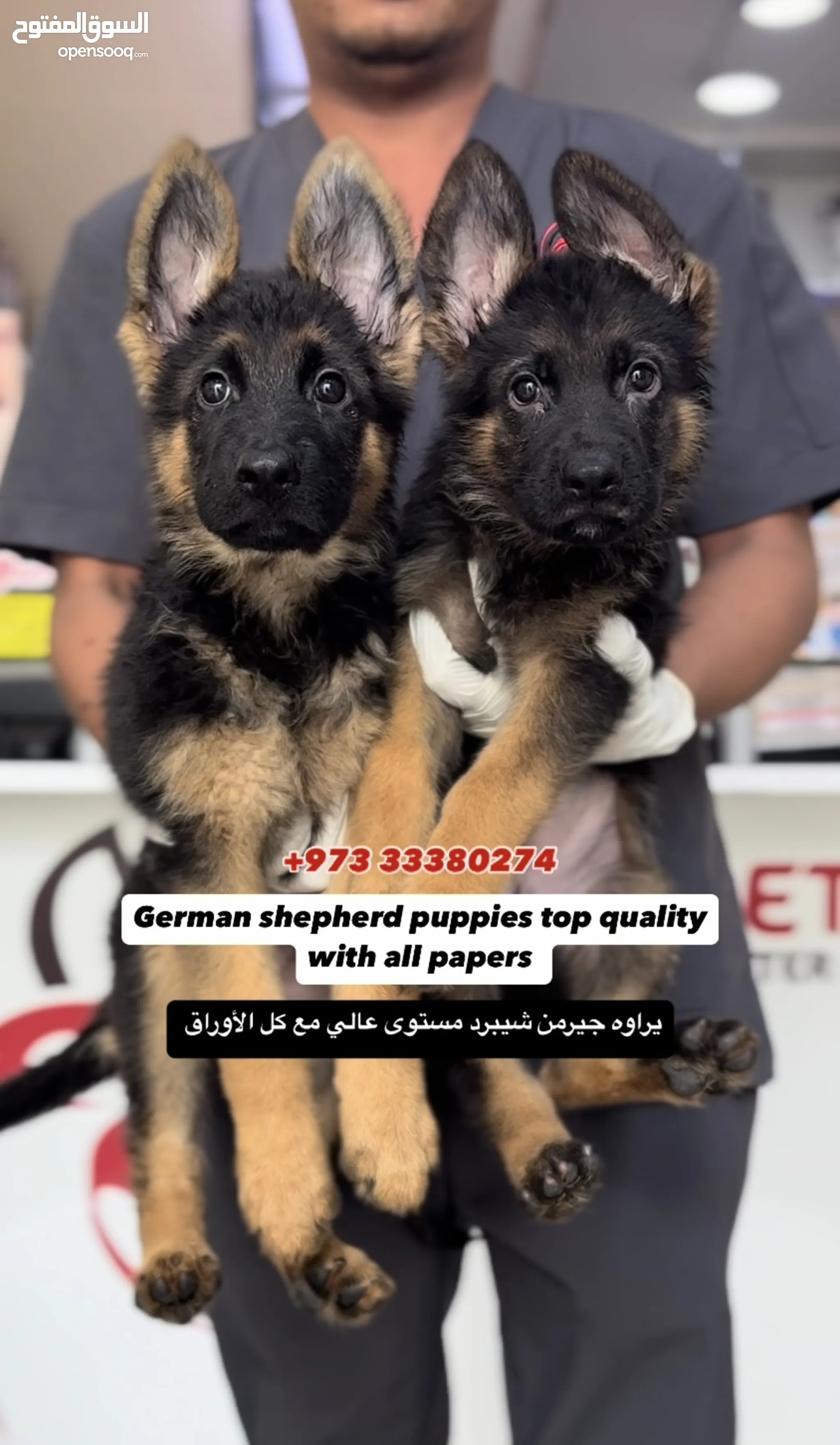 Animal Craigslist German Shepherd Dogs For Sale German Shepherd