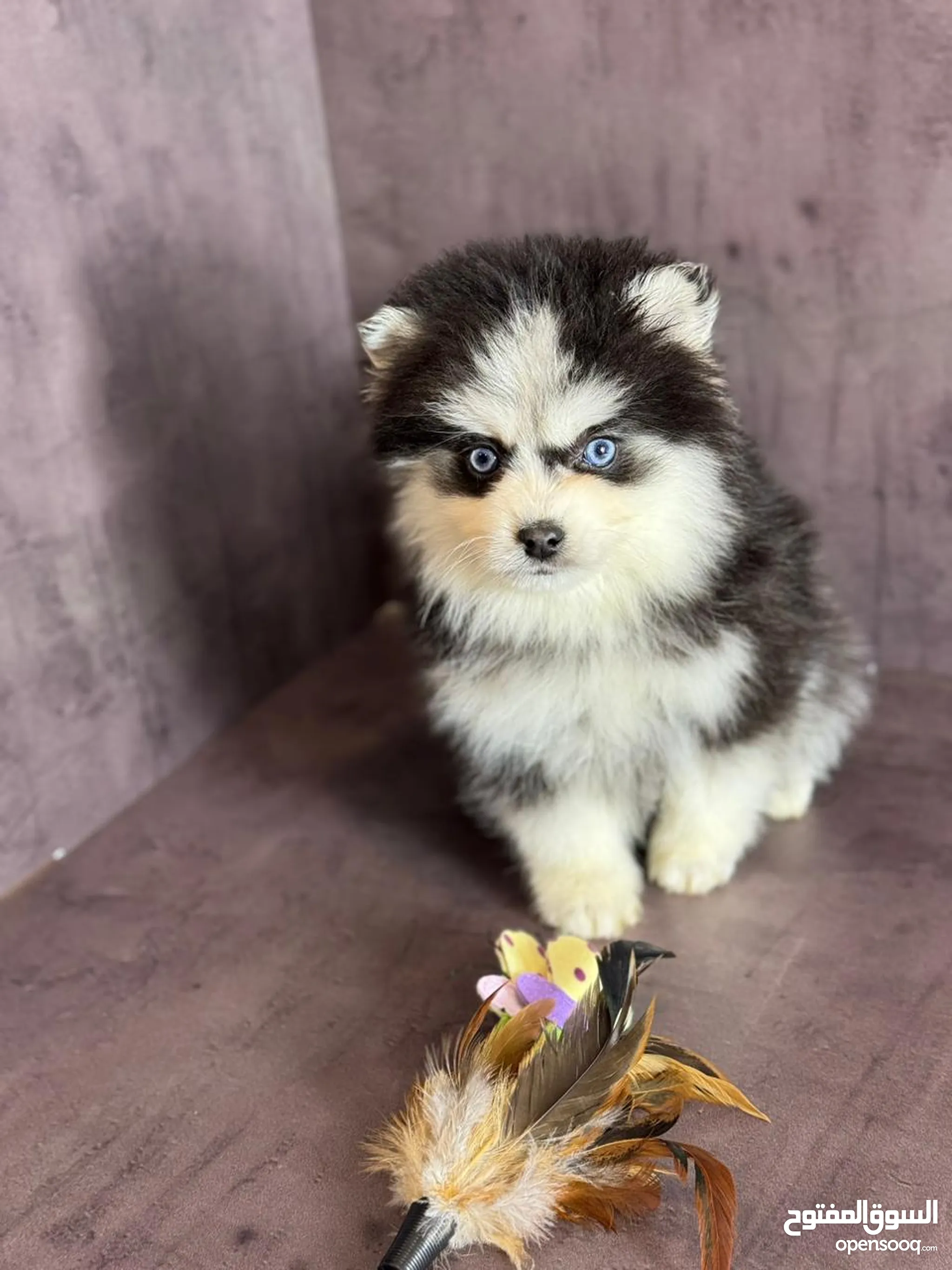 Pomeranian husky best sale puppy price