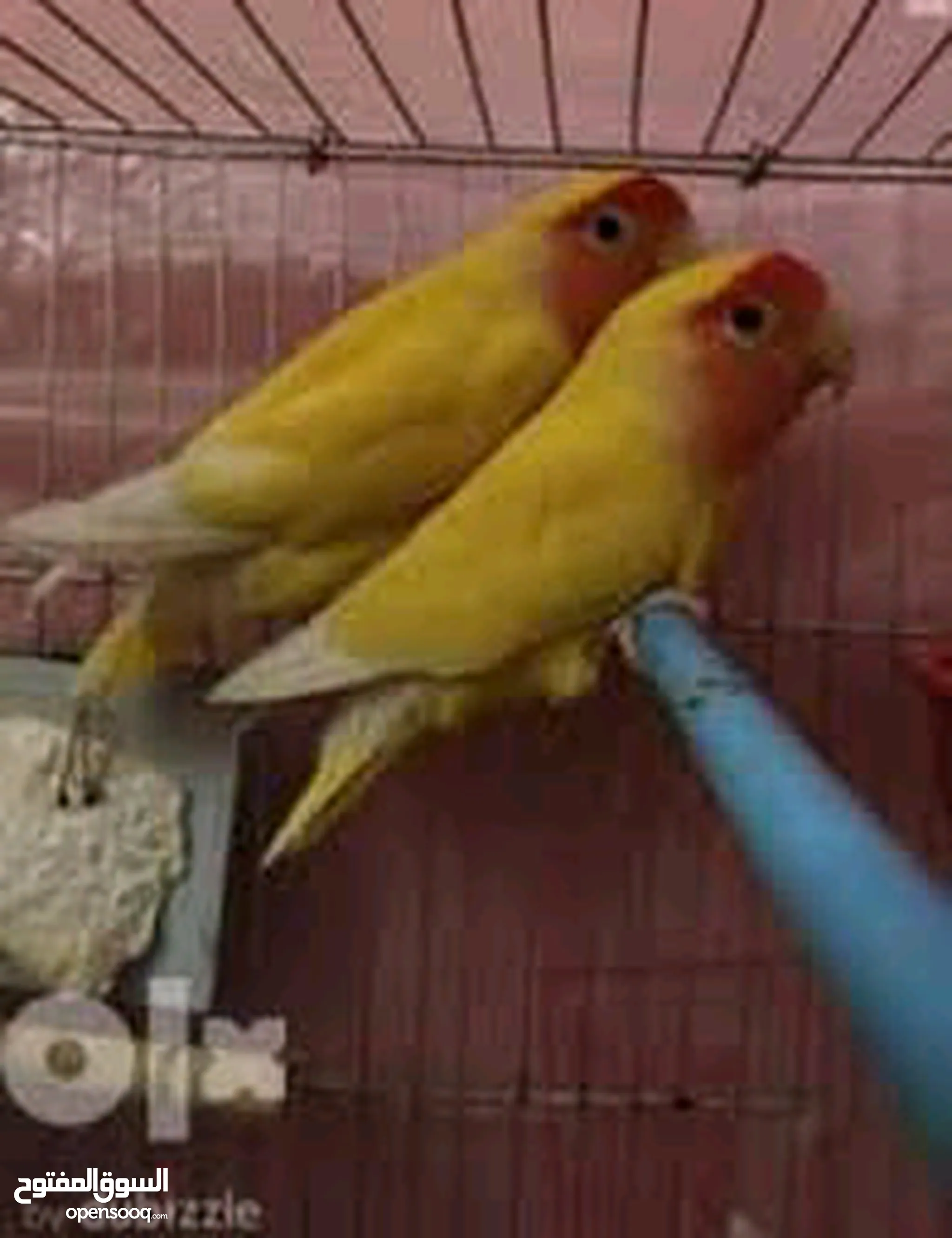 طيور للبيع في مصر : كناري : طيور الحب : ارخص الاسعار : صور
