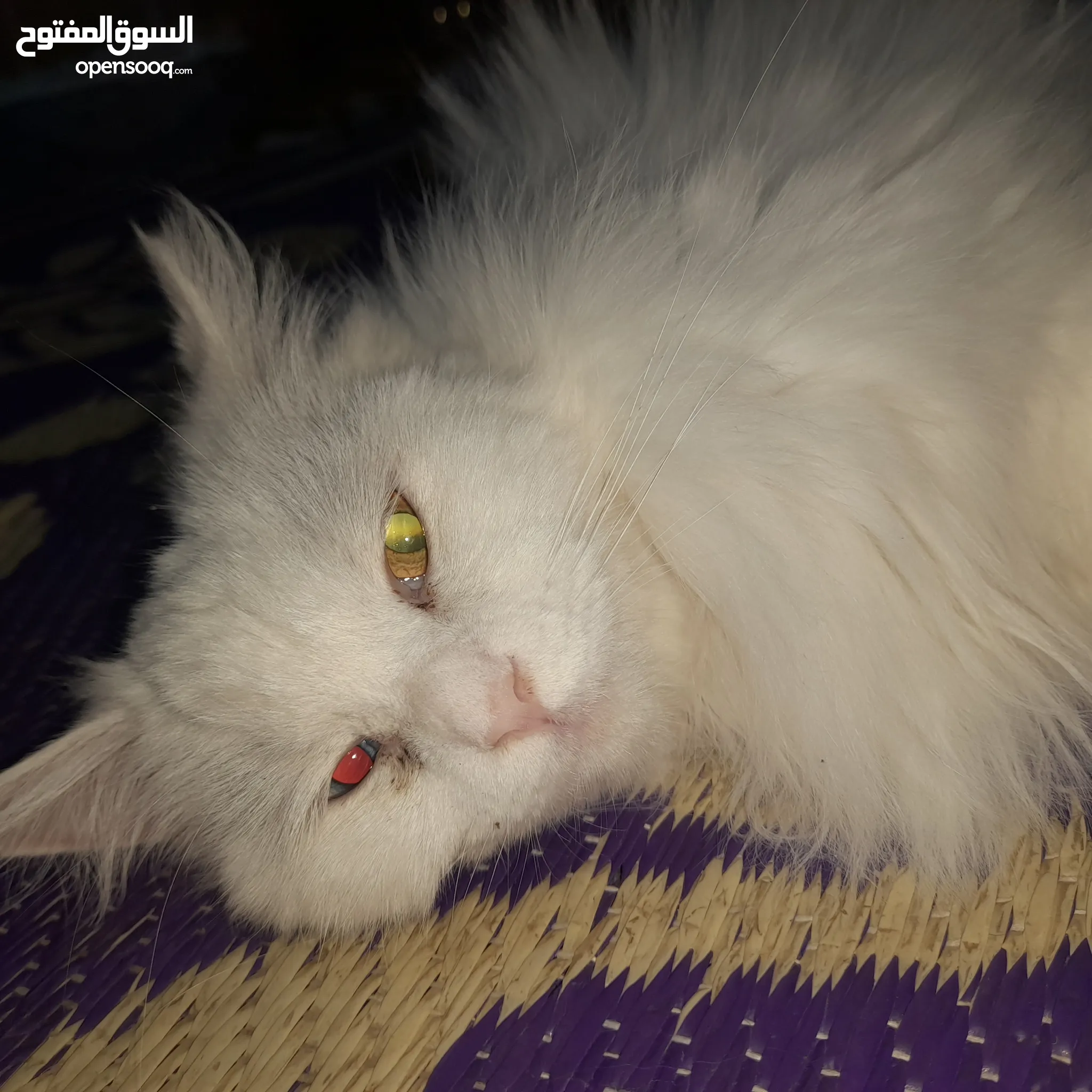 Karachi Doll Face Persian Cat Olx Persian Cats For Sale Adoption