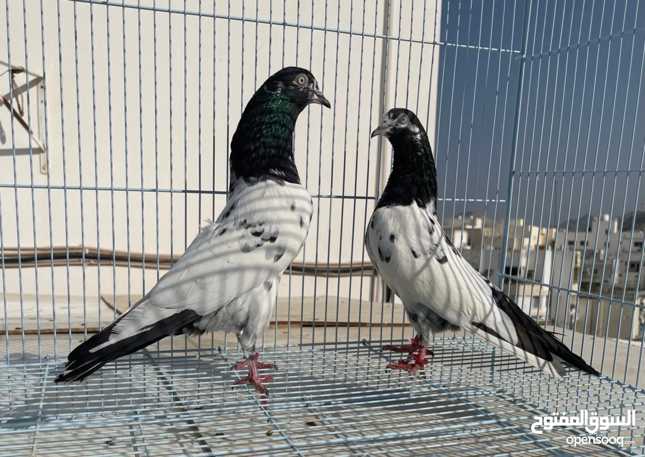 Pigeon for Sale Basra Pigeon in Muscat Buy with Best Prices