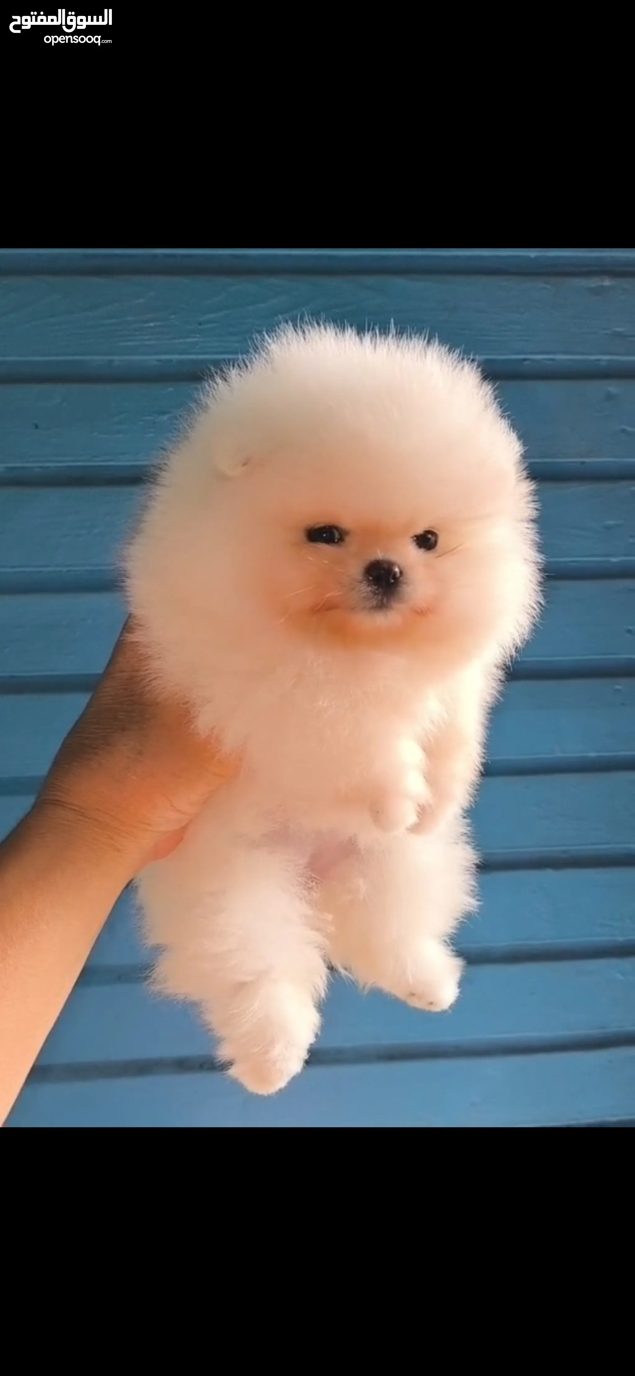 Tea Cup Kijiji Teacup Pomeranian Mini Teacup Pomeranian Puppy Best