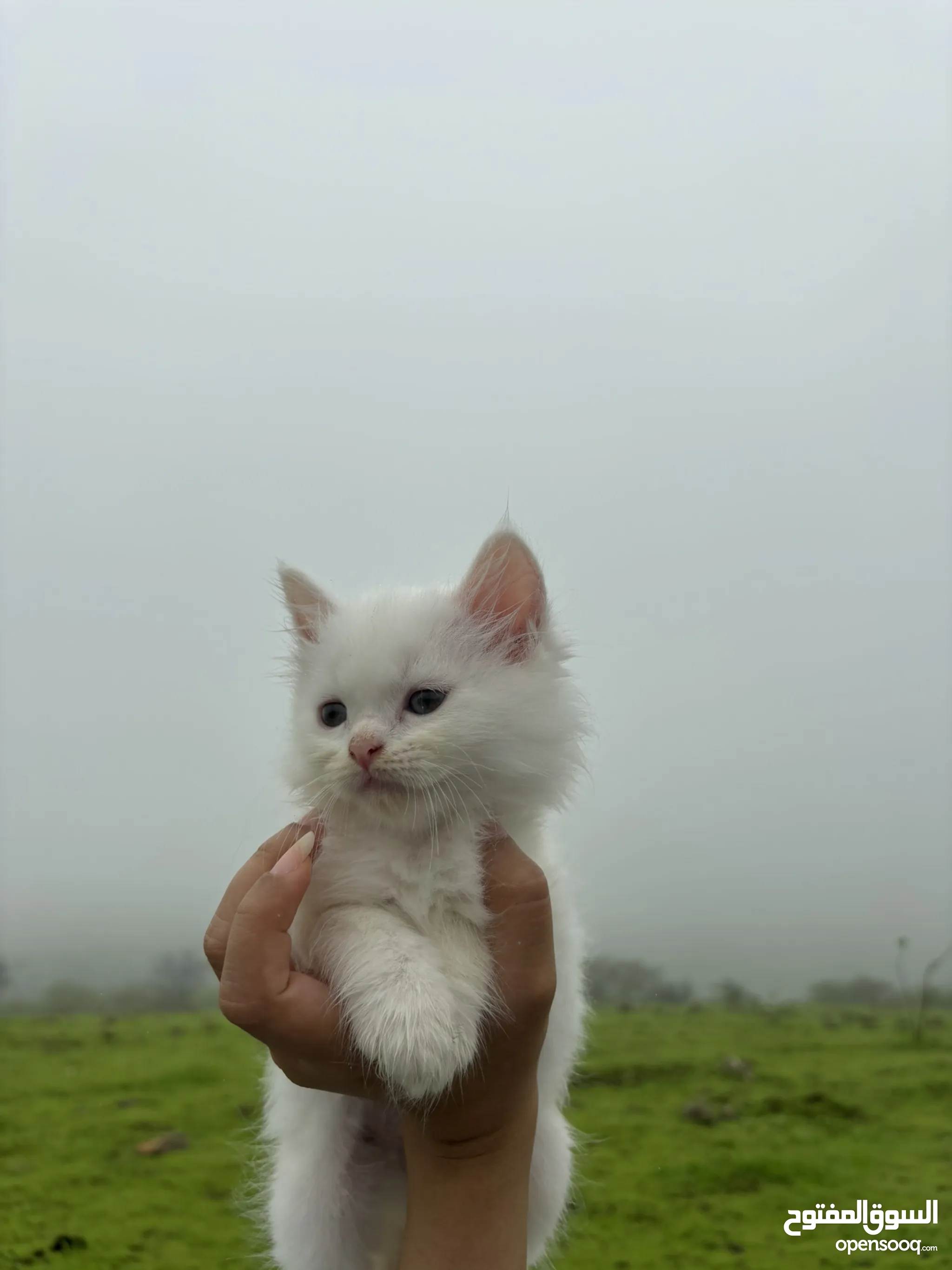 Pet Adoption Barn Kittens For Free Near Me Adoption Near Barn
