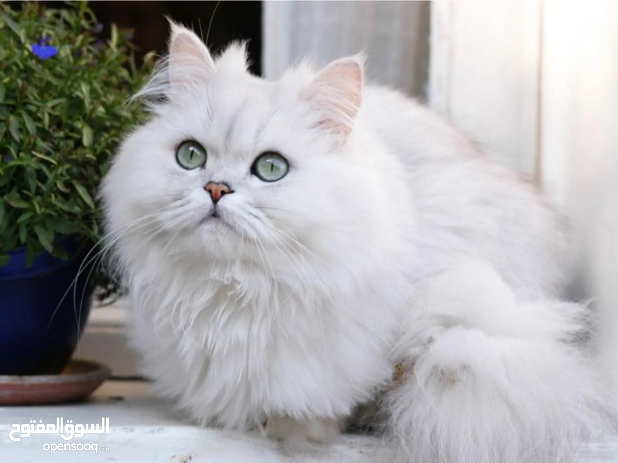Chinchilla Cats For Sale & Adoption in Irbid: Kitten : Best Prices |  OpenSooq