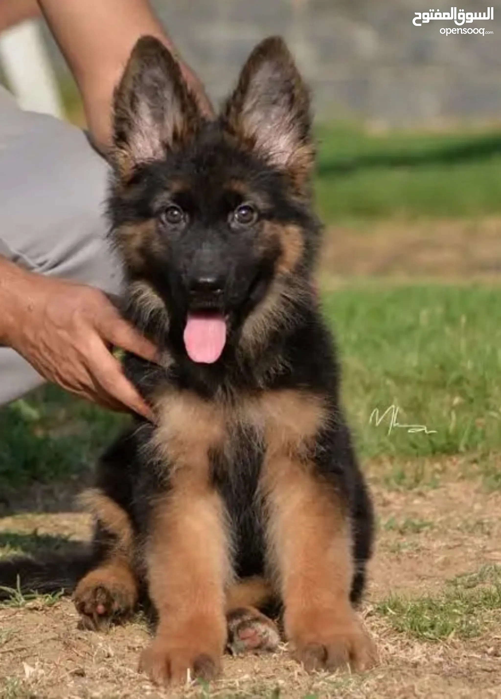 Breeder German Shepherd Boarding German Shepherd Advert For