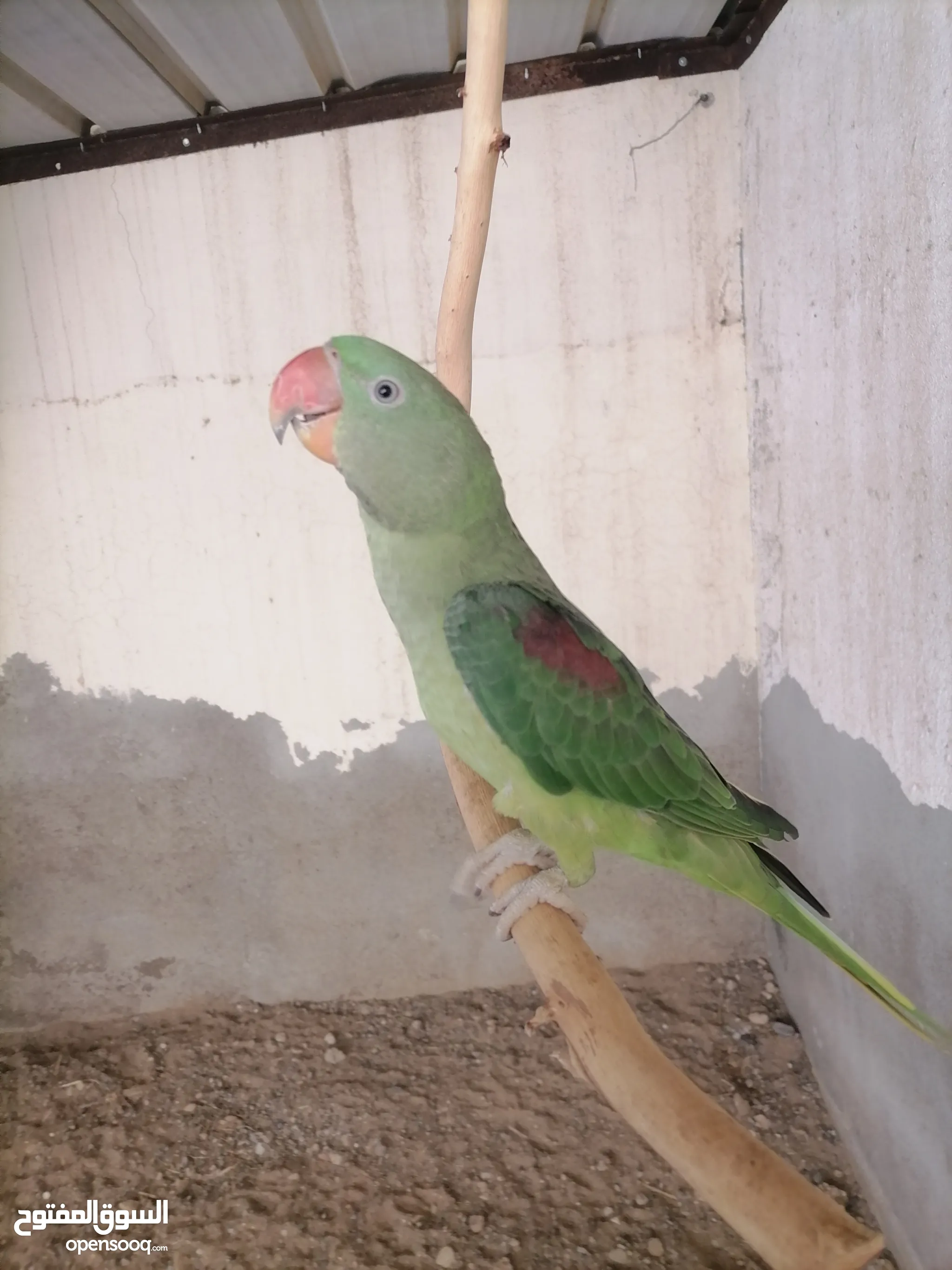 Parrots for Sale Baby Parrots and Chicks in Oman Buy with Best