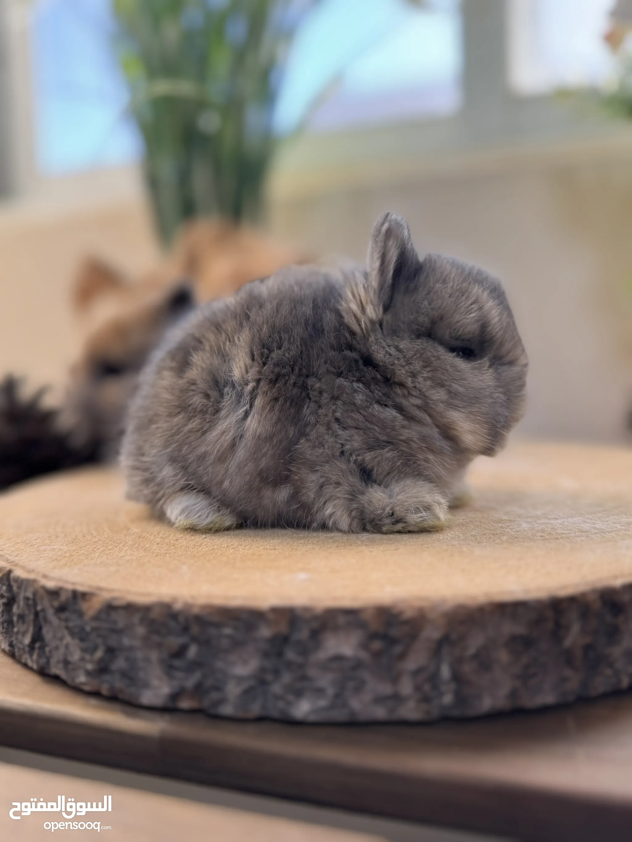 Rabbits in UAE Browse Our Listings Today OpenSooq
