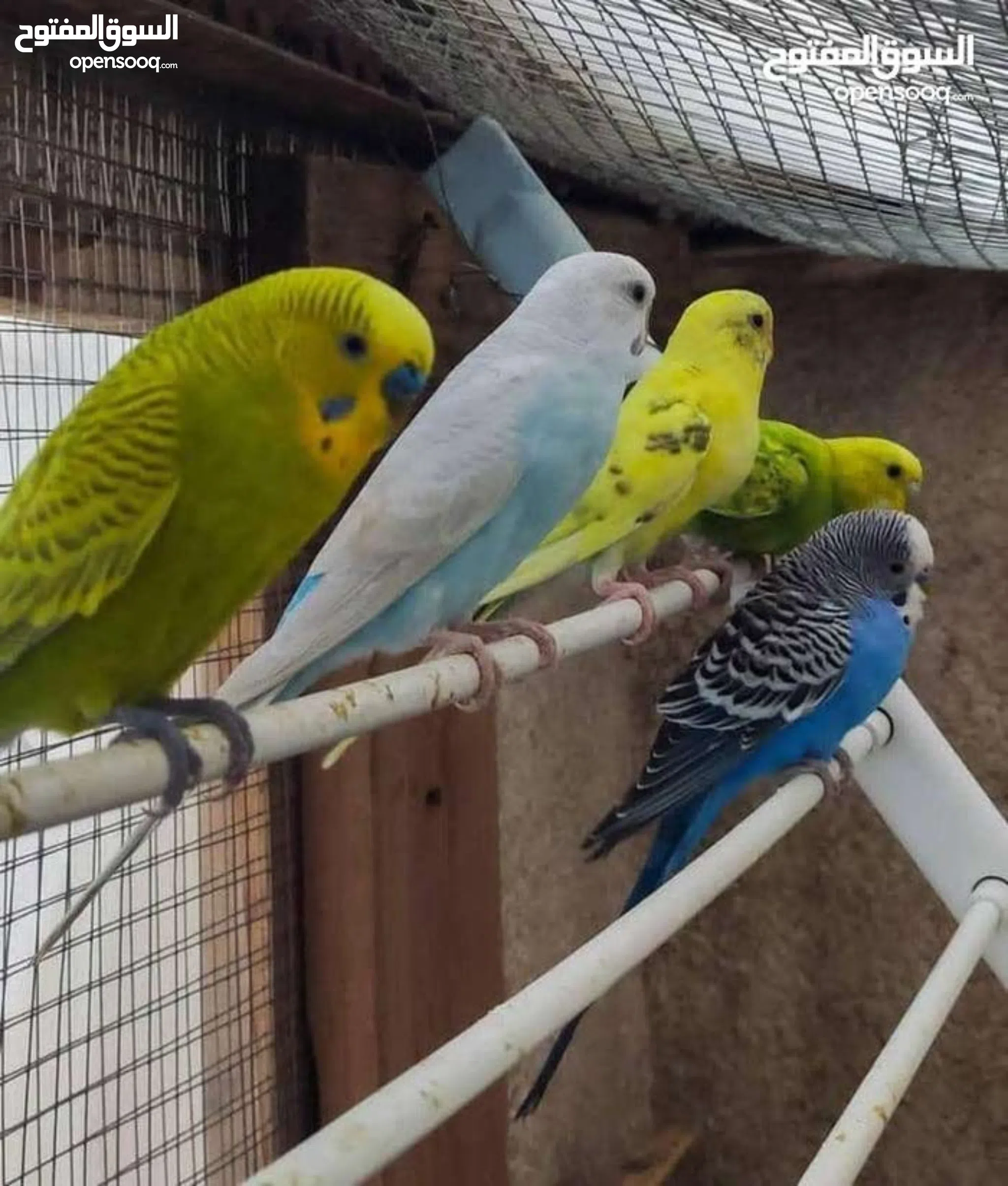 King Size Bajri Parrot Pictures Birds For Sale Budgies For Sale In