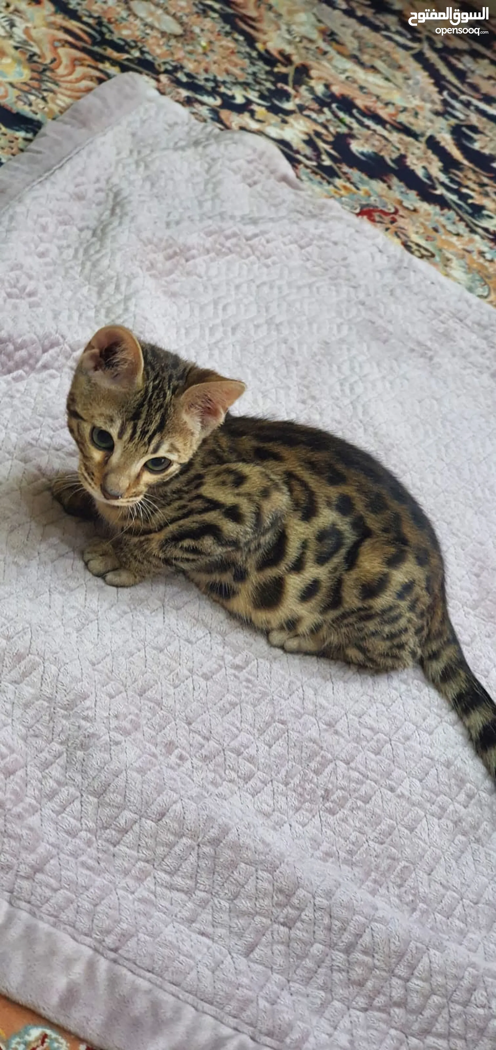 Exotic cats for sale sales