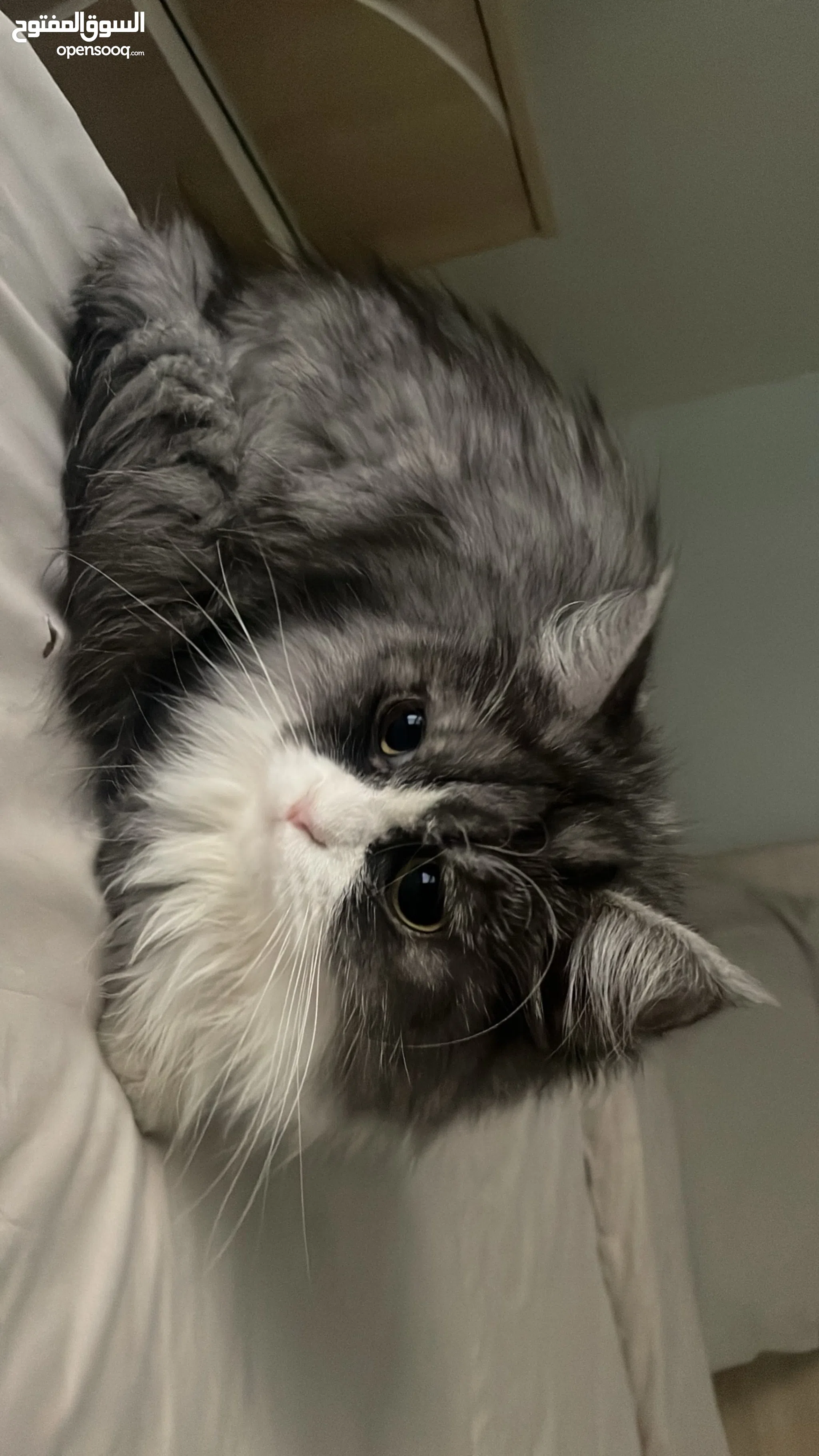 Persian Cats for Adoption in Ajman All Ages Kittens OpenSooq