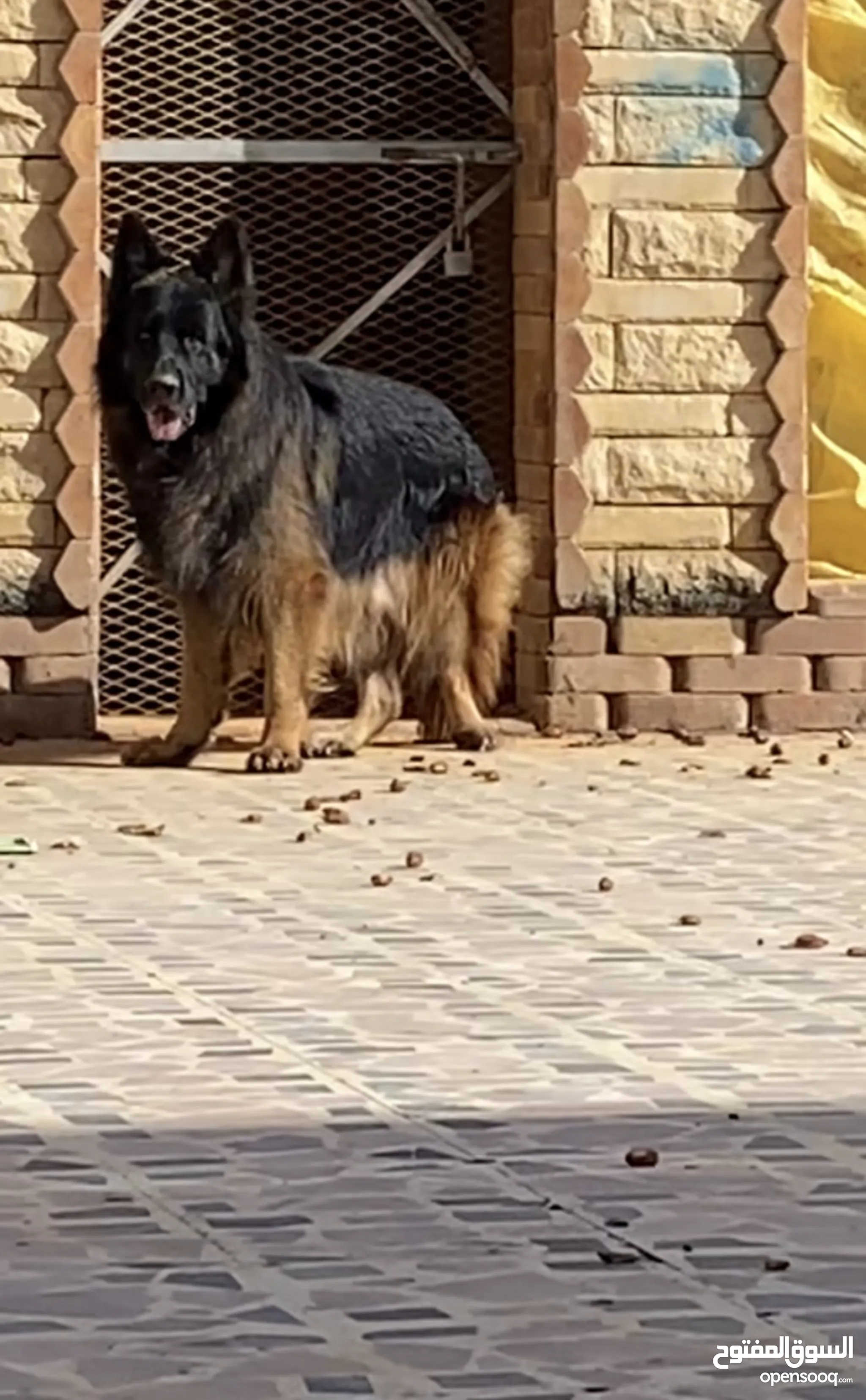 German Shepherd Dogs For Sale Adoption in Tripoli: Puppy: Best