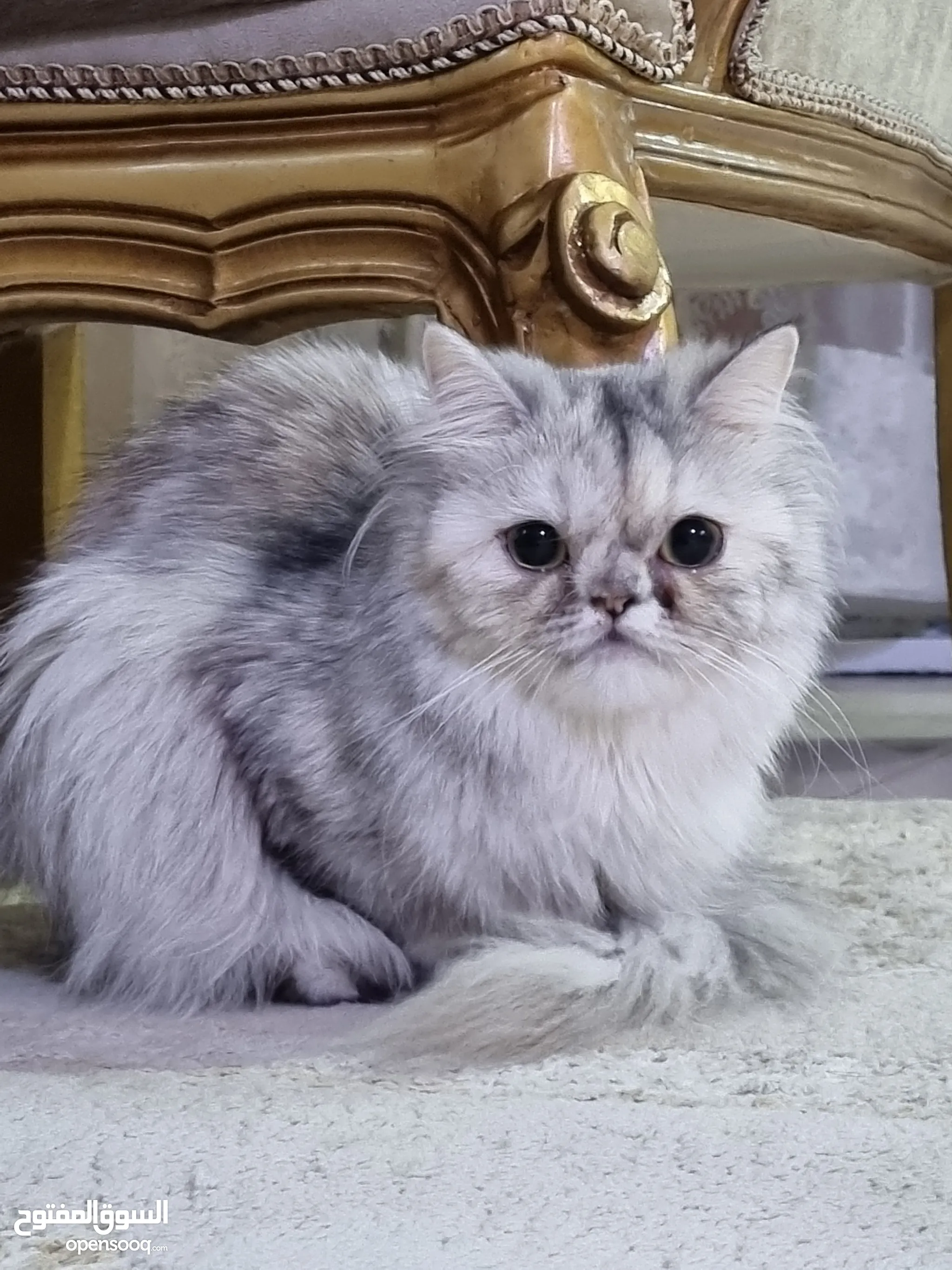 Cats for Sale Kitten for Adoption in Oman Buy with Best Prices