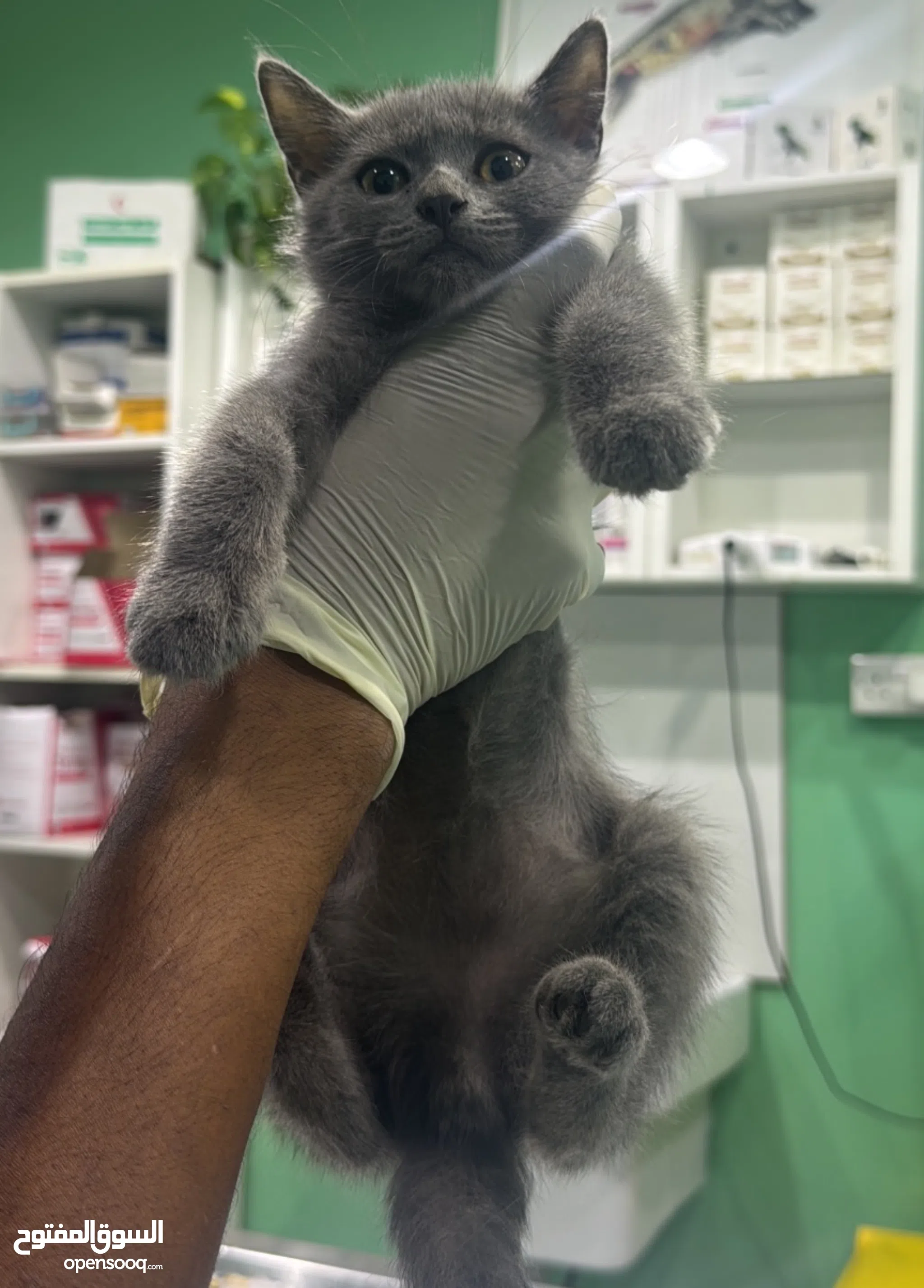 Russian Cat Rescue Russian Blue Rescue Near Me Cat Breed Russian