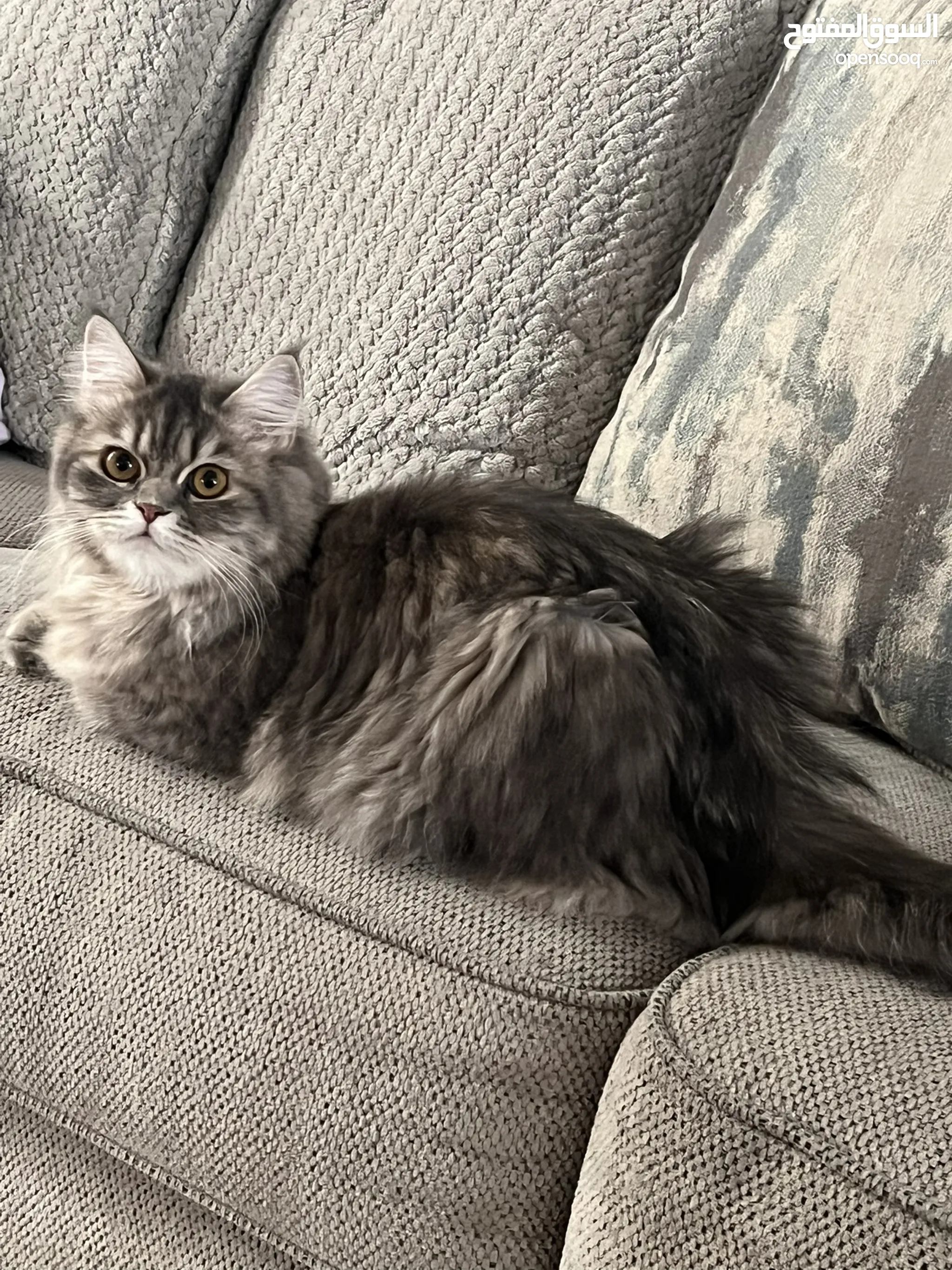 British Shorthair Persian Cat Gray Price Persian Cats For Sale