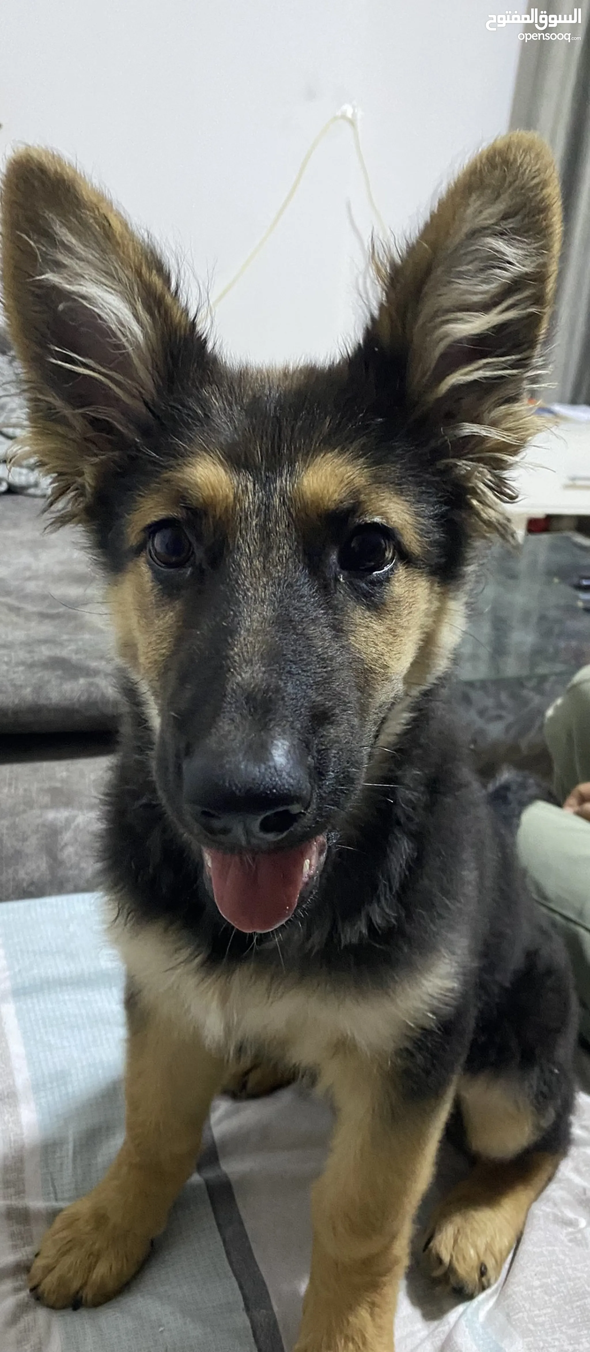 Retriever Cute German Shepherd Mixes Shepherd Puppies German