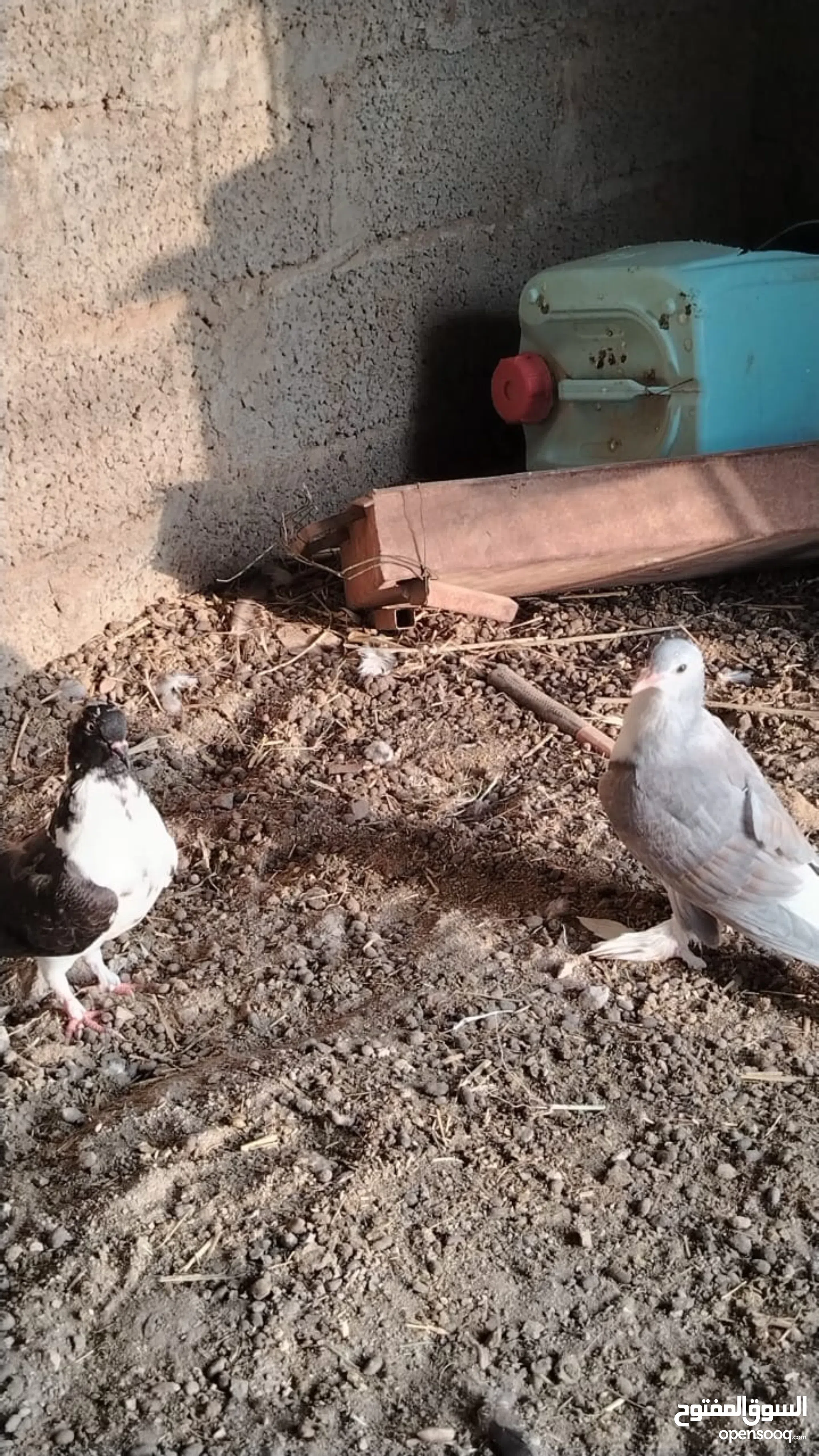 For Sale For Rent in Al Batinah Rustaq Best Prices Real