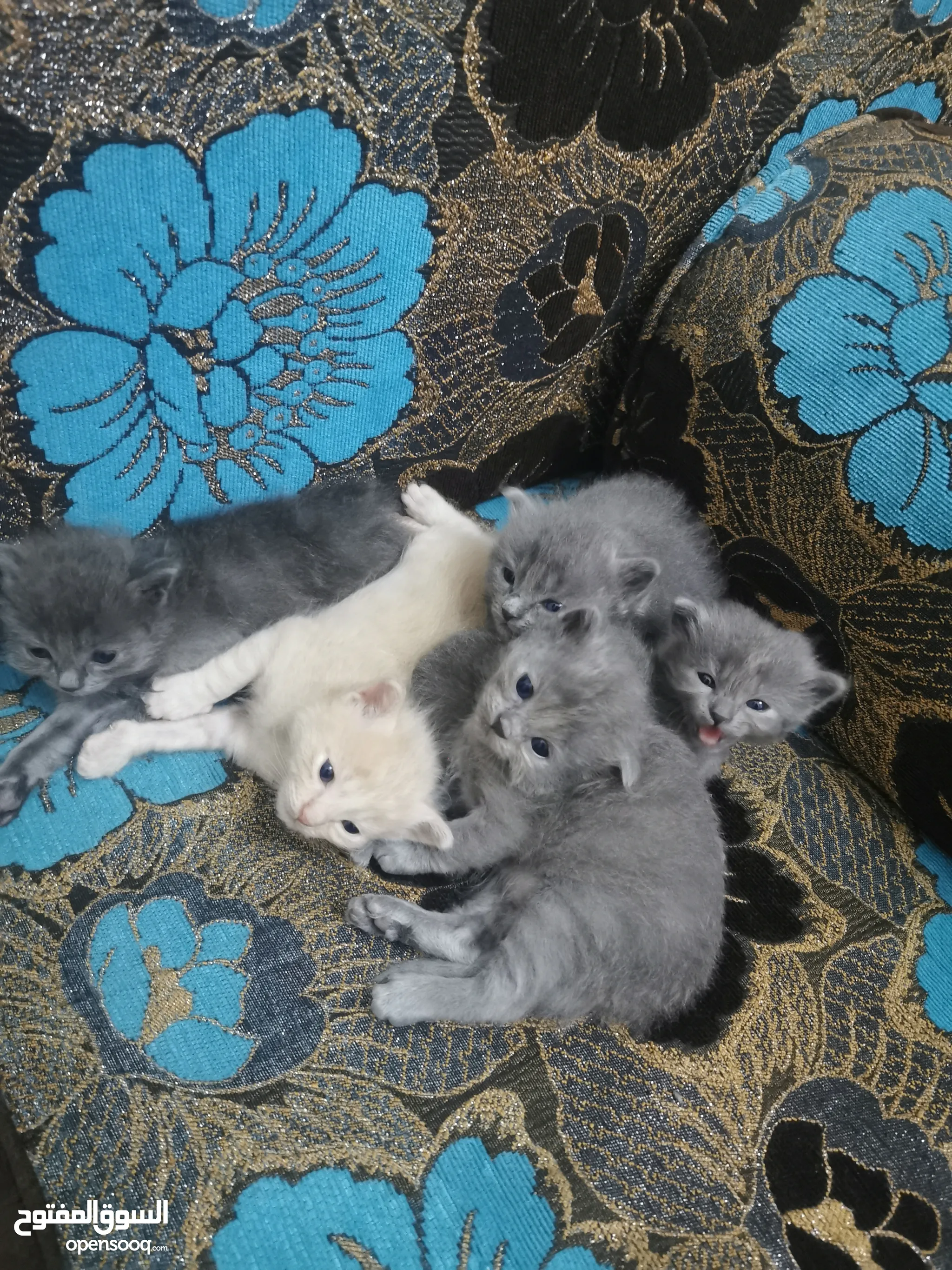 Kittens Wild Blue Cat Rescue PERSIAN CATS INDIA (PUNE) Facebook