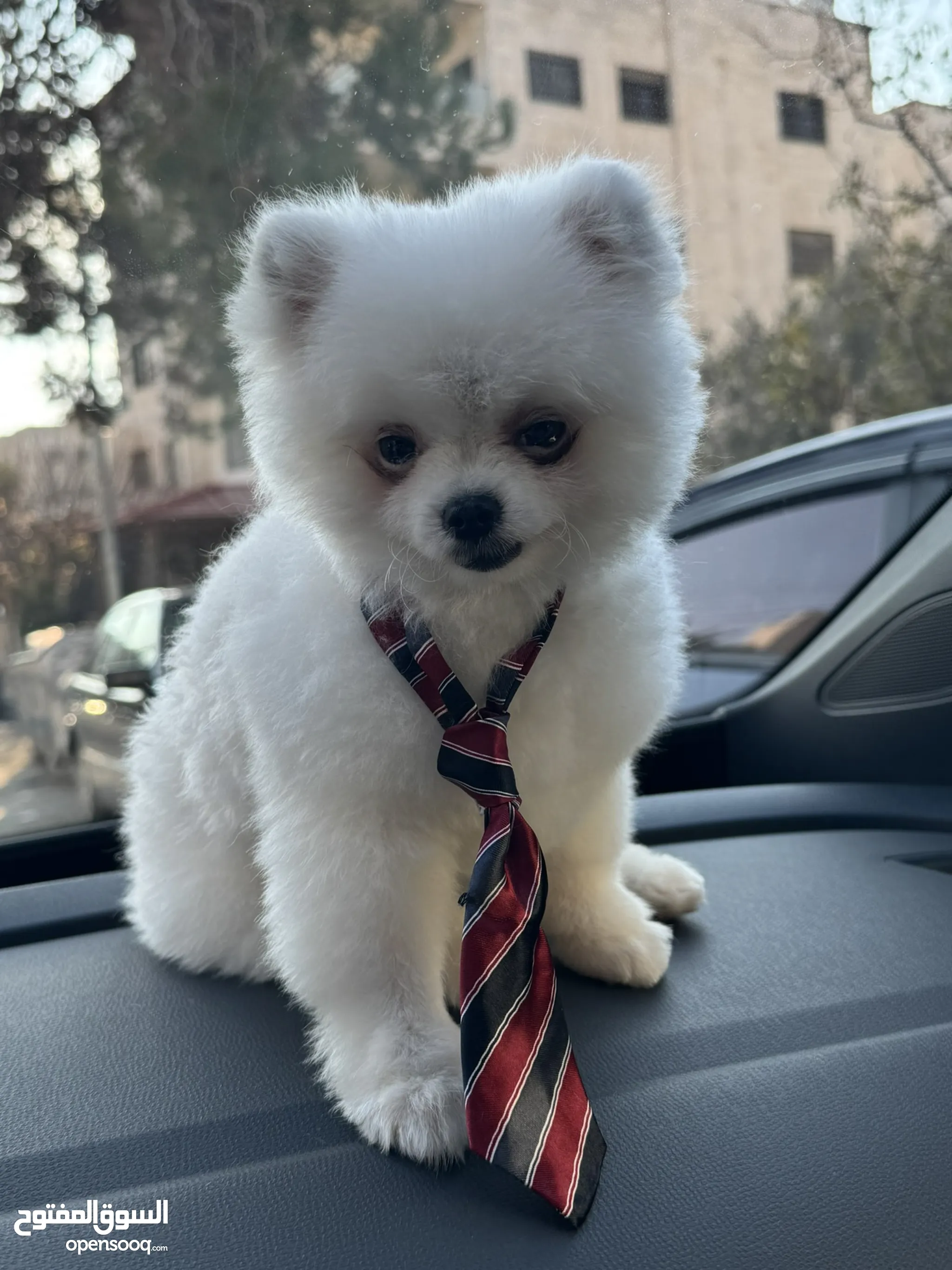 White Pomeranian Dog Online Purchase Buy Pomeranian Puppy Online Shop
