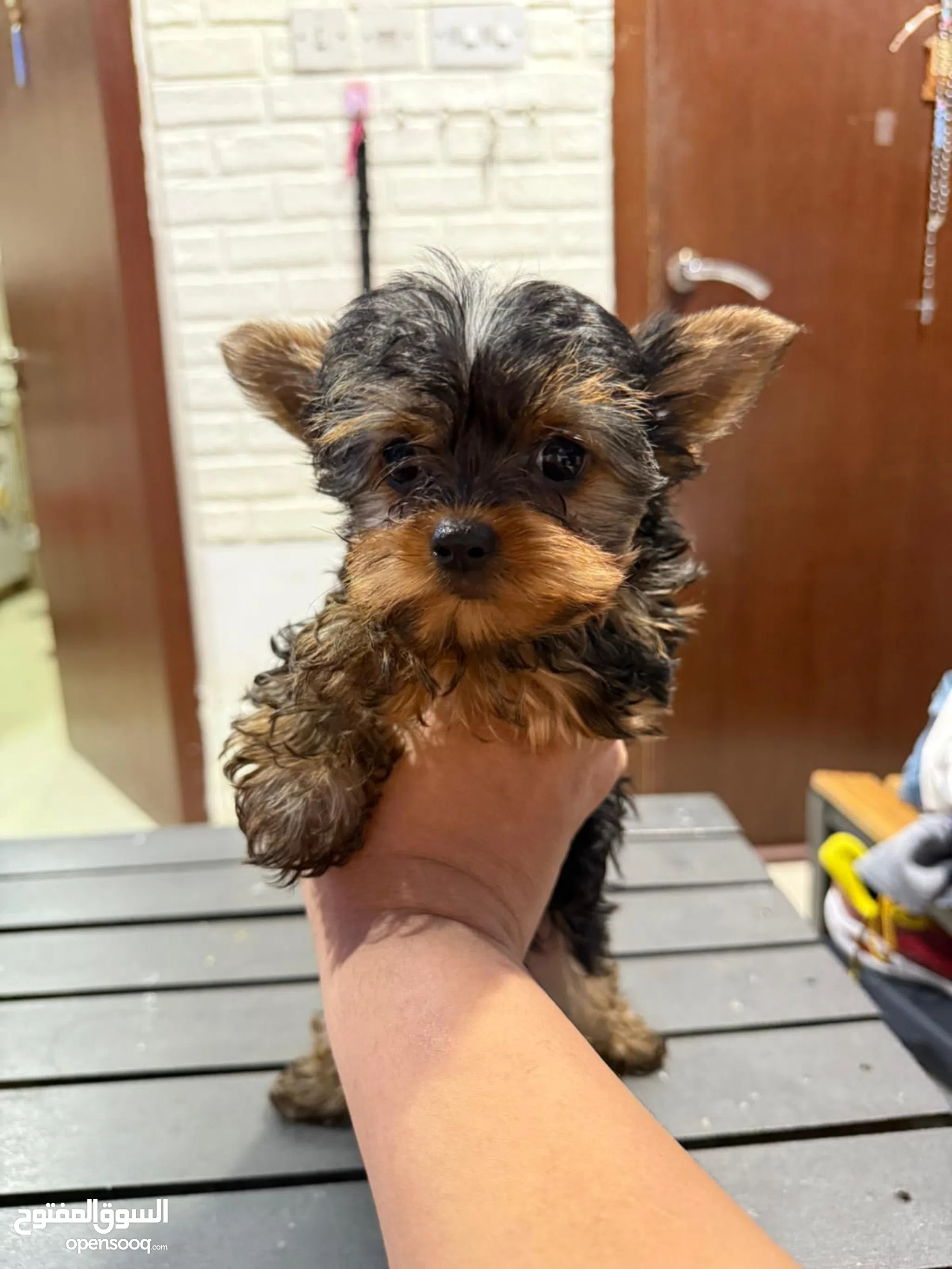 Teacup Puppies Yorkie Service Dog For Sale 64+ Thousand Yorkshire