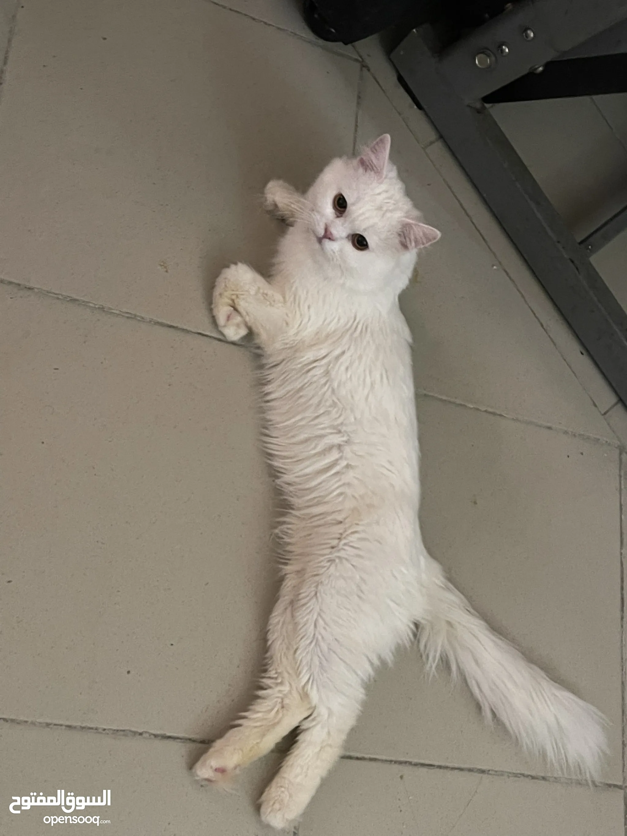 HOT White Male Persian Cat For Sale Persian Cats For Sale