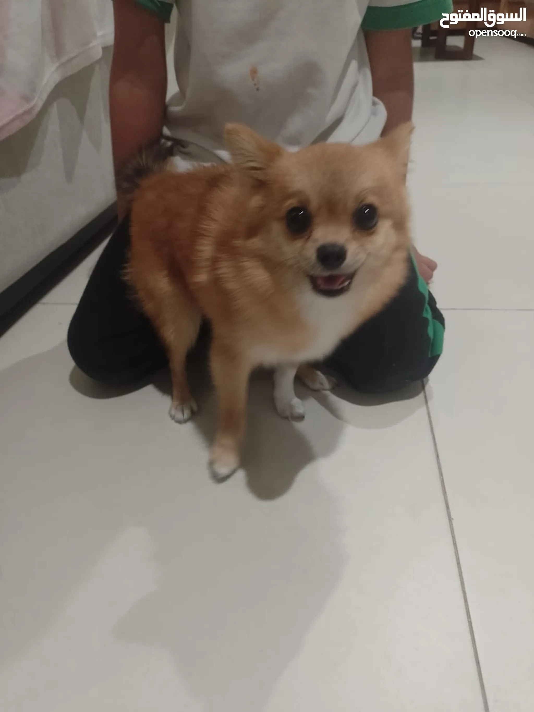 Pomeranians for sale best sale in my area