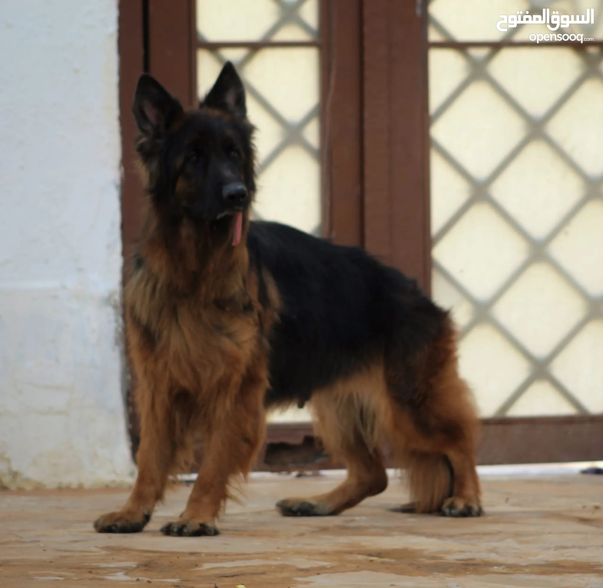 كلاب للبيع والتبني : هاسكي : بيتبول : كلب بوليسي : جيرمن : اسعار كلاب في  الرياض | السوق المفتوح