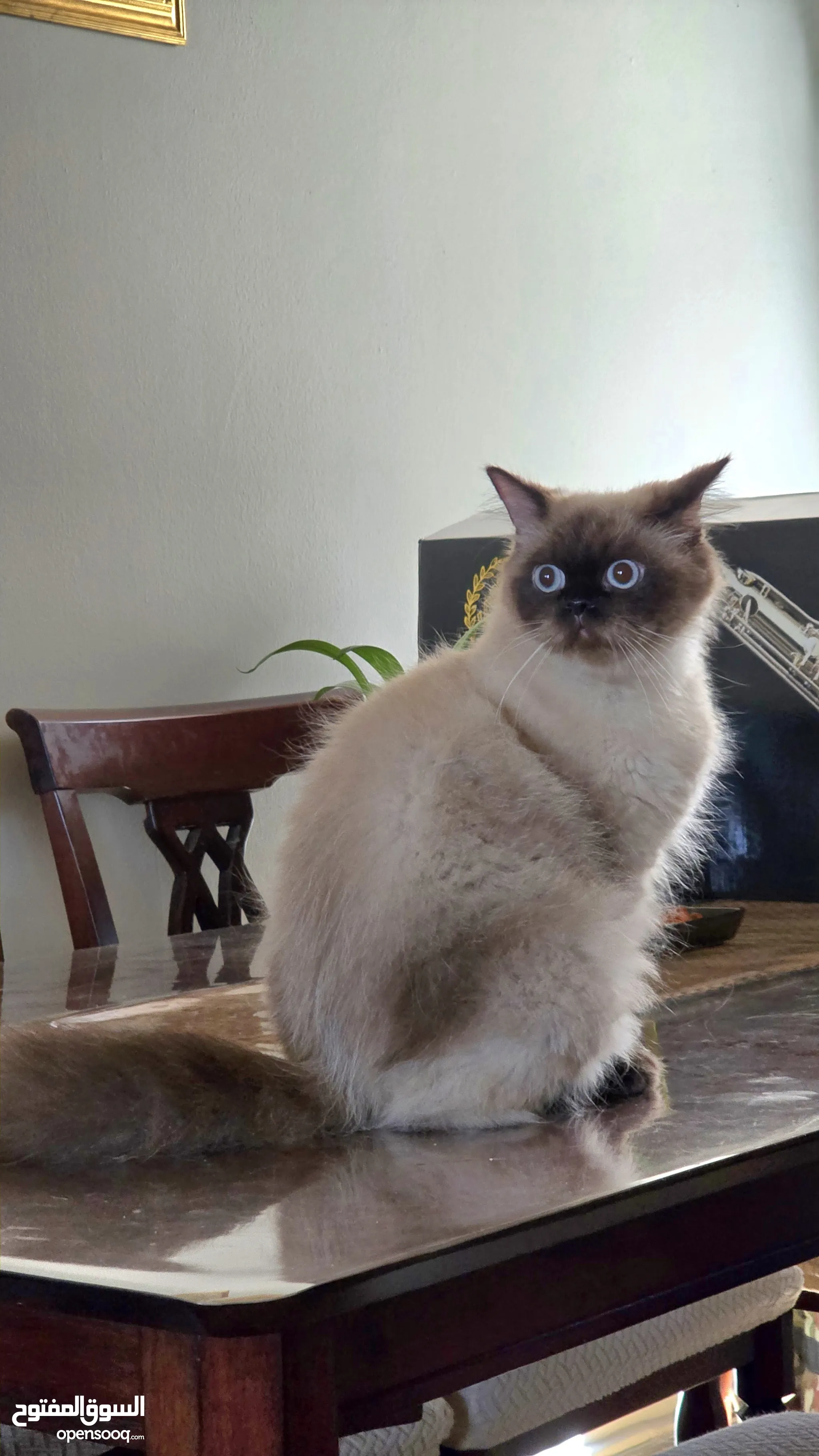 Ragdoll Different Types Of Himalayan Cats Ragdoll Cat Birman Types