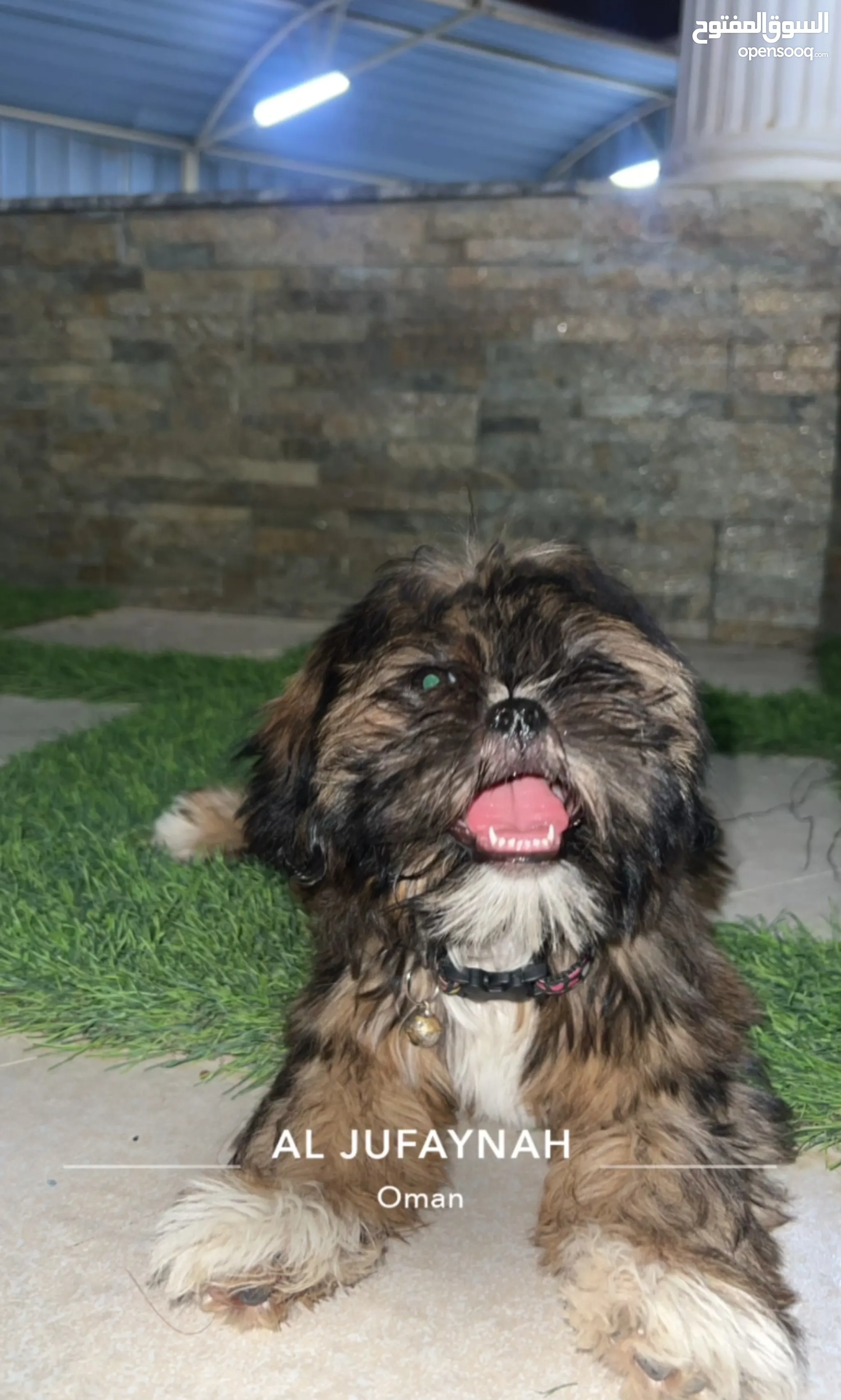 Pets Shih Tzu Princess Type Price Shih Tzus Dogs For Sale