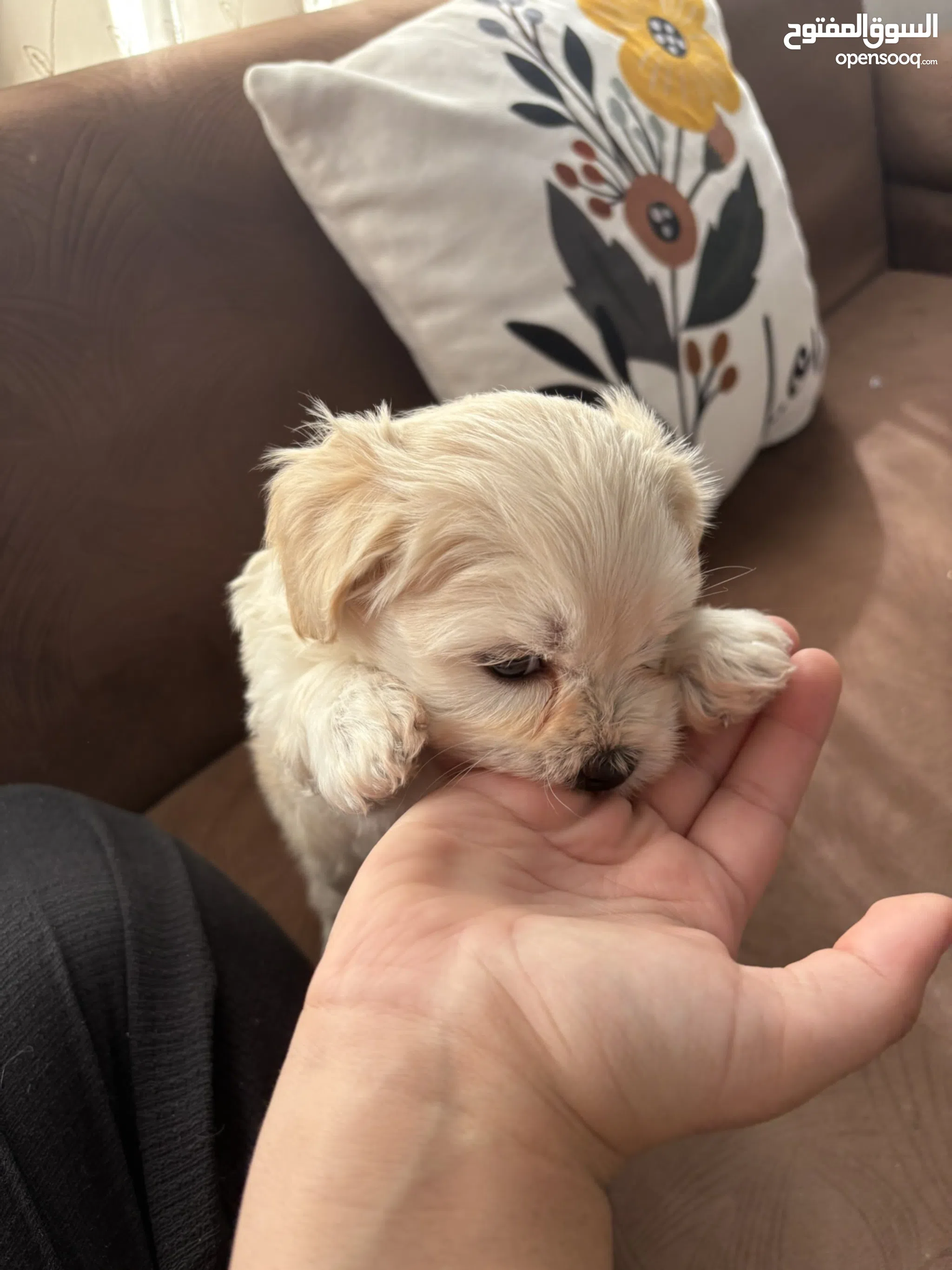 Dogs for Sale Puppies for Adoption in Erbil Buy with Best